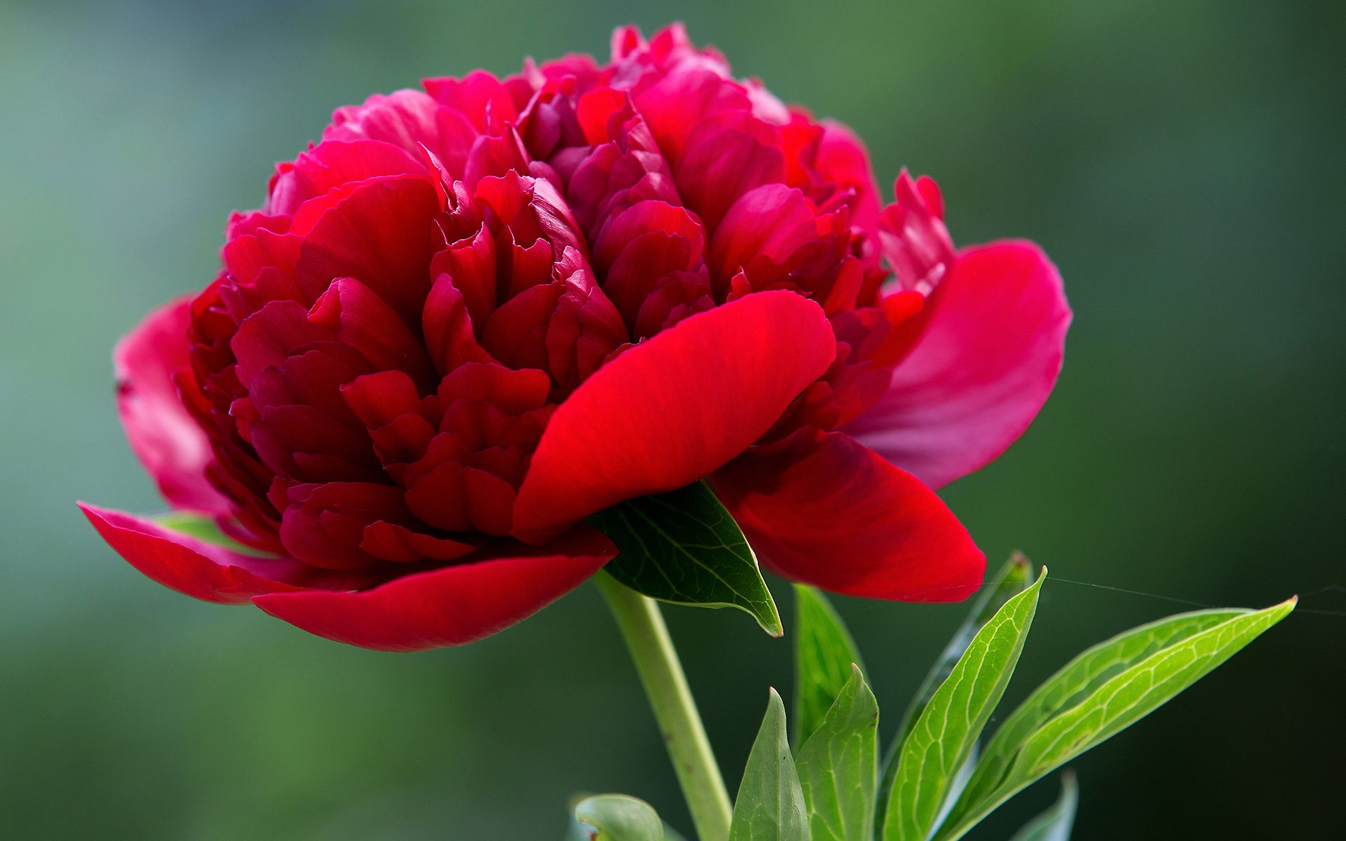 1920x1200 Vibrant Red Peony Close Up HD Wallpaper