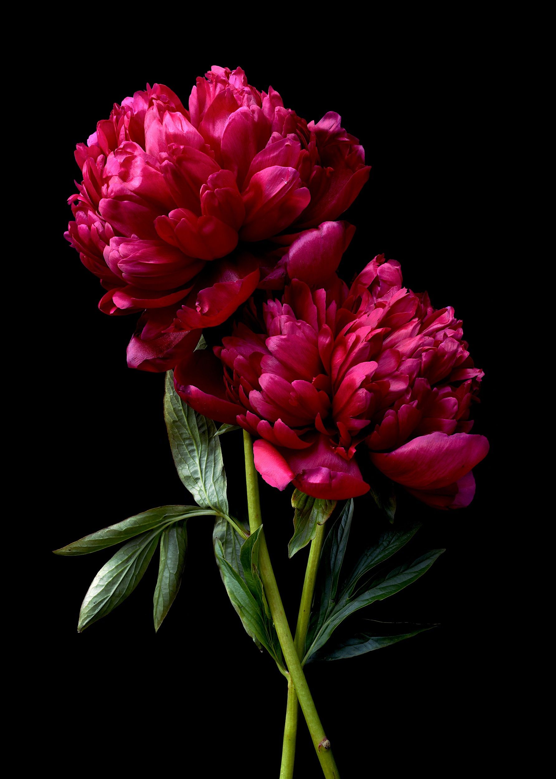 1785x2500 Rubra Plena Red Peony Ltd Ed Print Lovers Australia