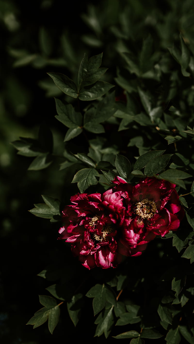 800x1415 Red Peonies, Leaves, Close Up, Petals, Flowers, HD Phone Wallpaper