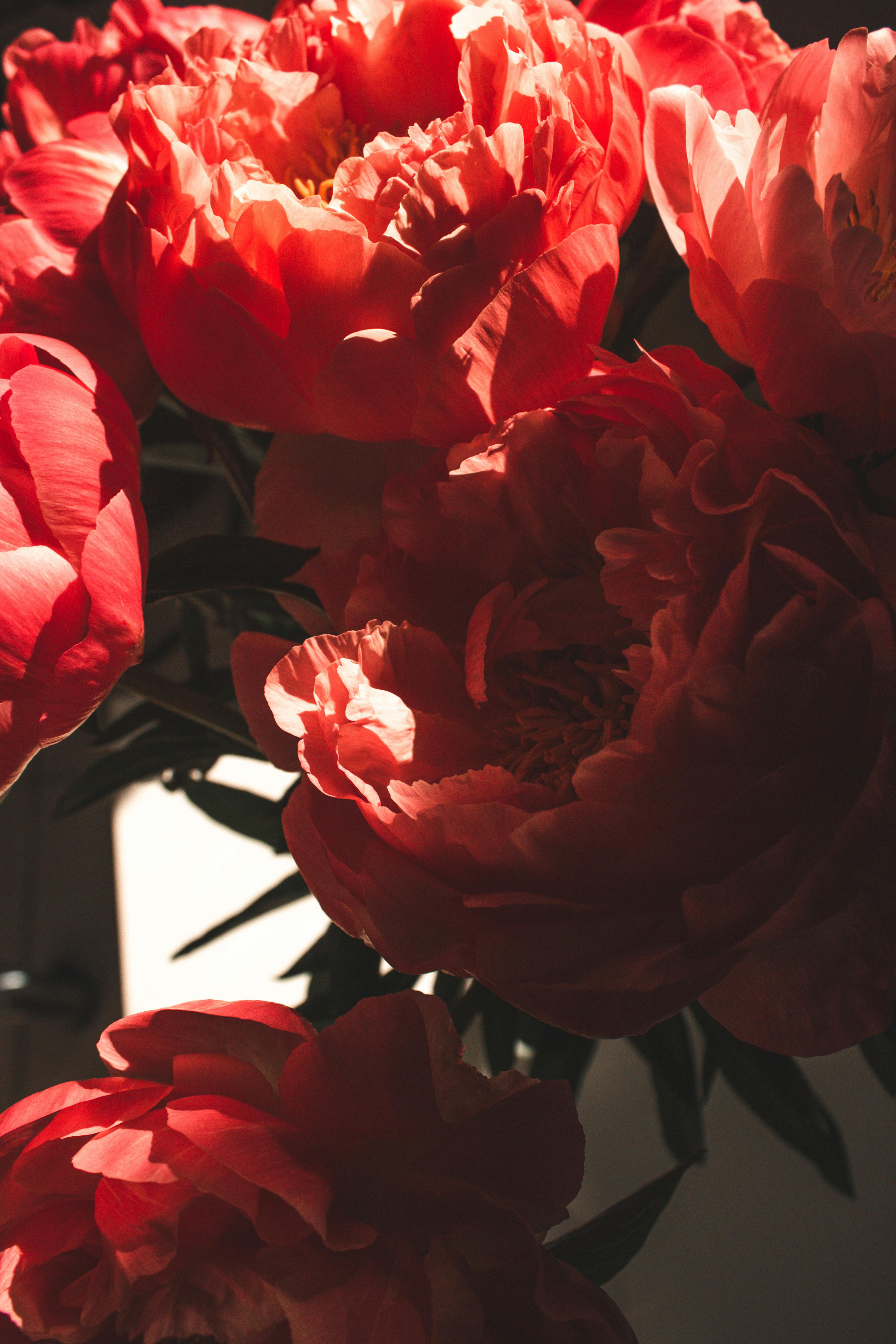 3456x5184 A Close Up Shot Of A Blooming Peonies · Free