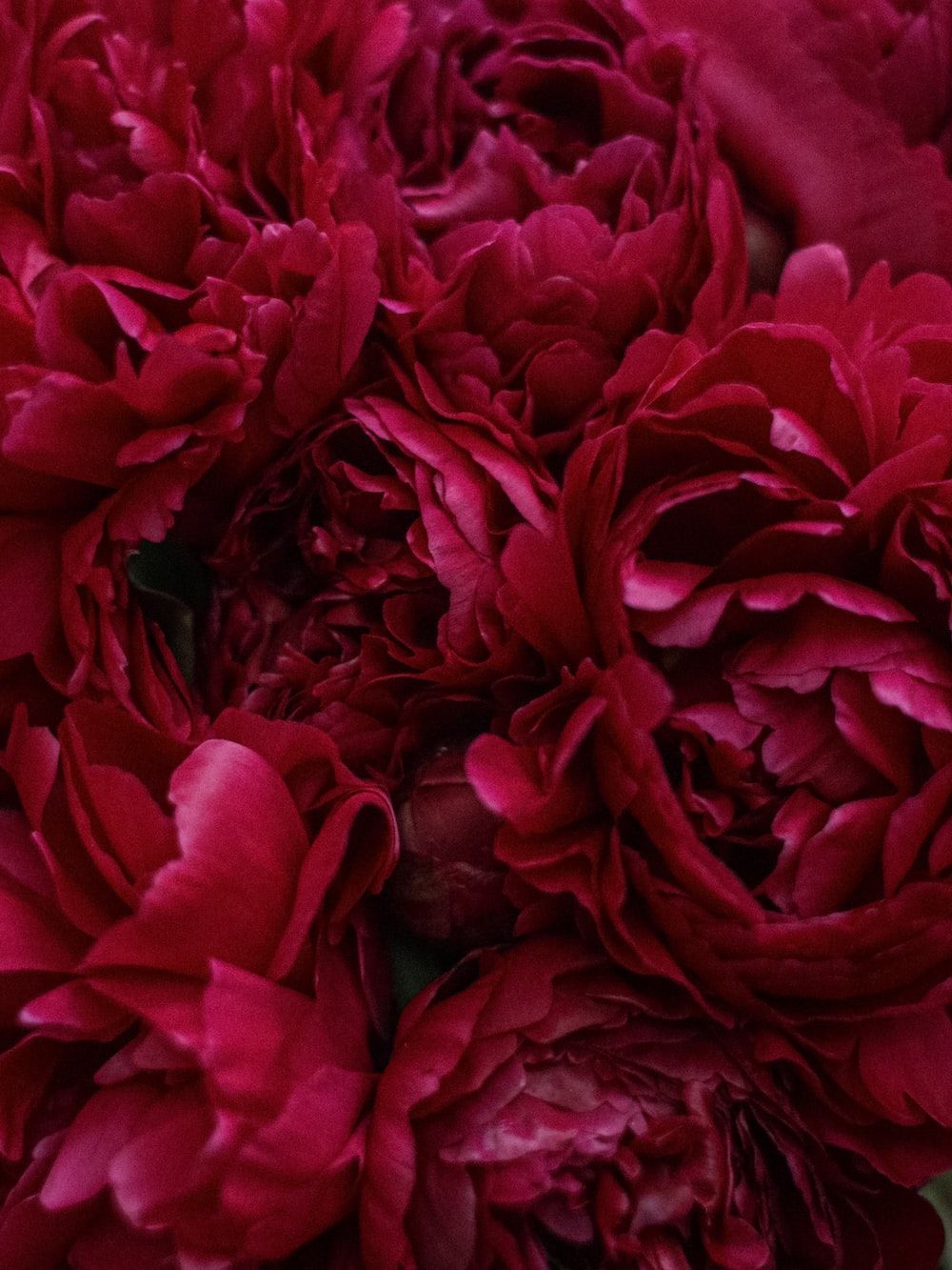 1000x1333 Red Peonies Closeup Picture, Photo, and Image for Facebook, Tumblr, Pinterest, and Twitter