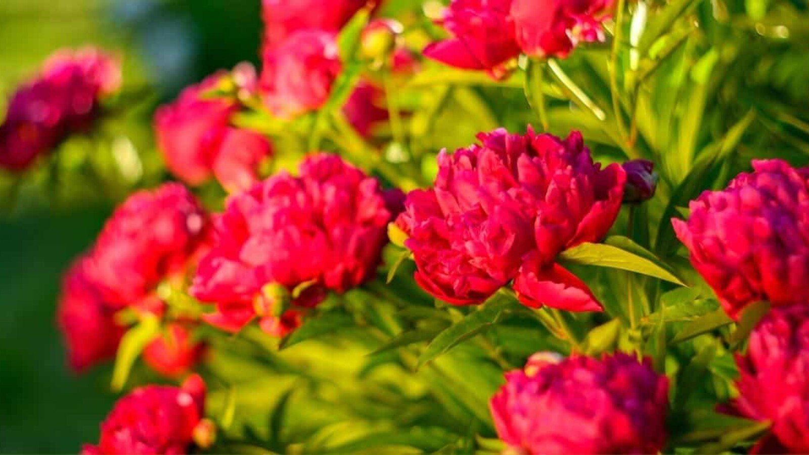 1600x900 Red Peony Varieties For Bold Color in Your Flower Garden