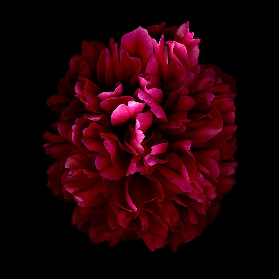 900x900 Blood Red Peony by Deborah J Humphries