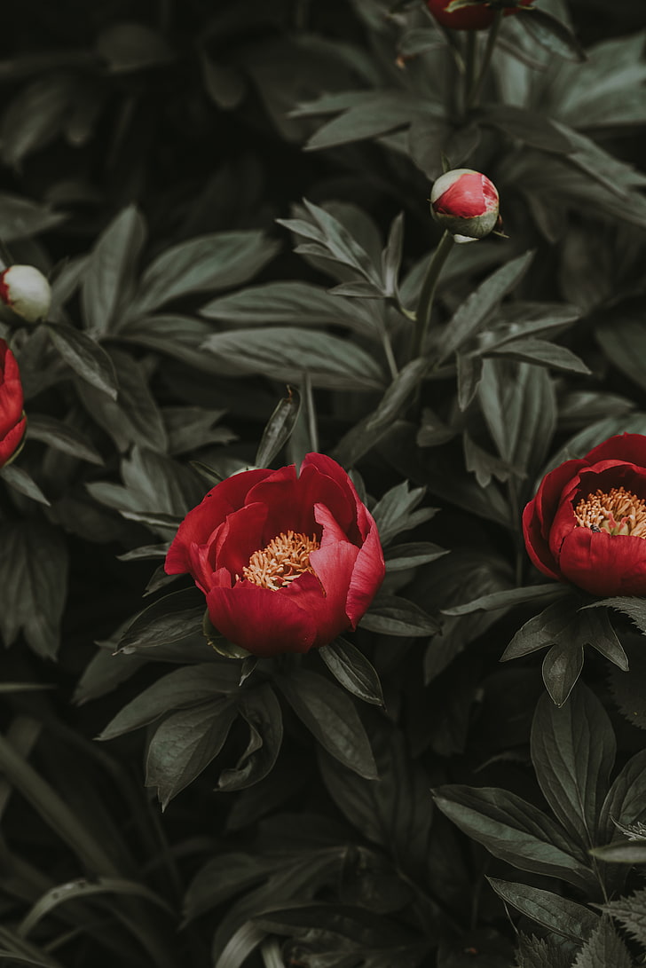 728x1091 HD wallpaper: red petaled flower, peonies, leaves, flowerbed, flowering plant