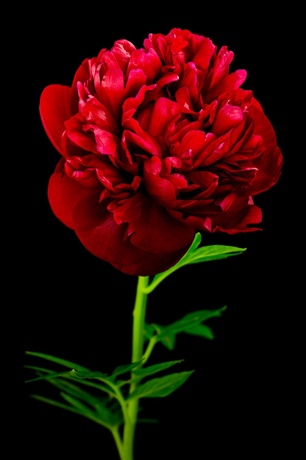 1000x1500 Peonie Red Photo Print