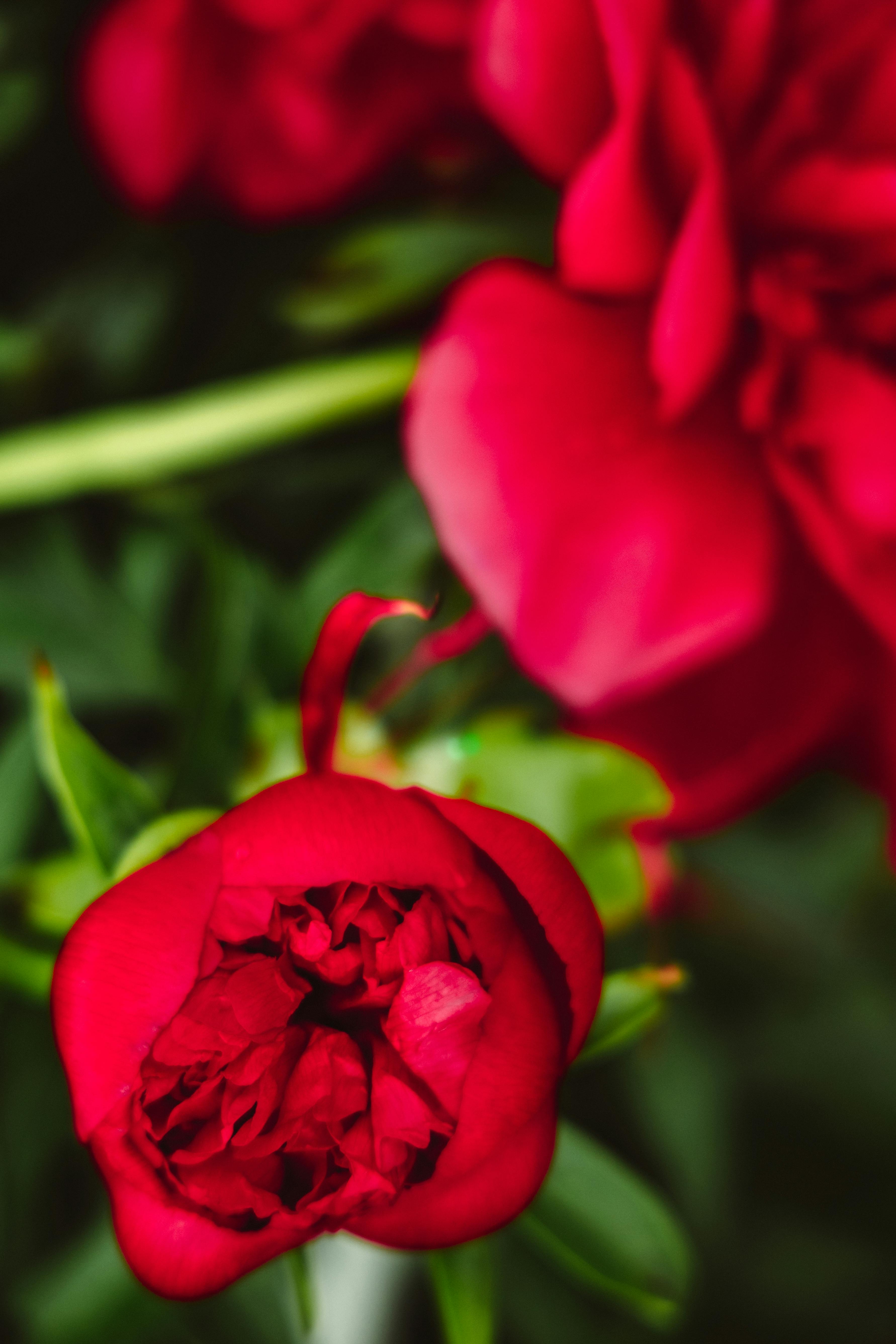 3564x5346 Red Peonies Photo, Download The BEST Free Red Peonies & HD Image