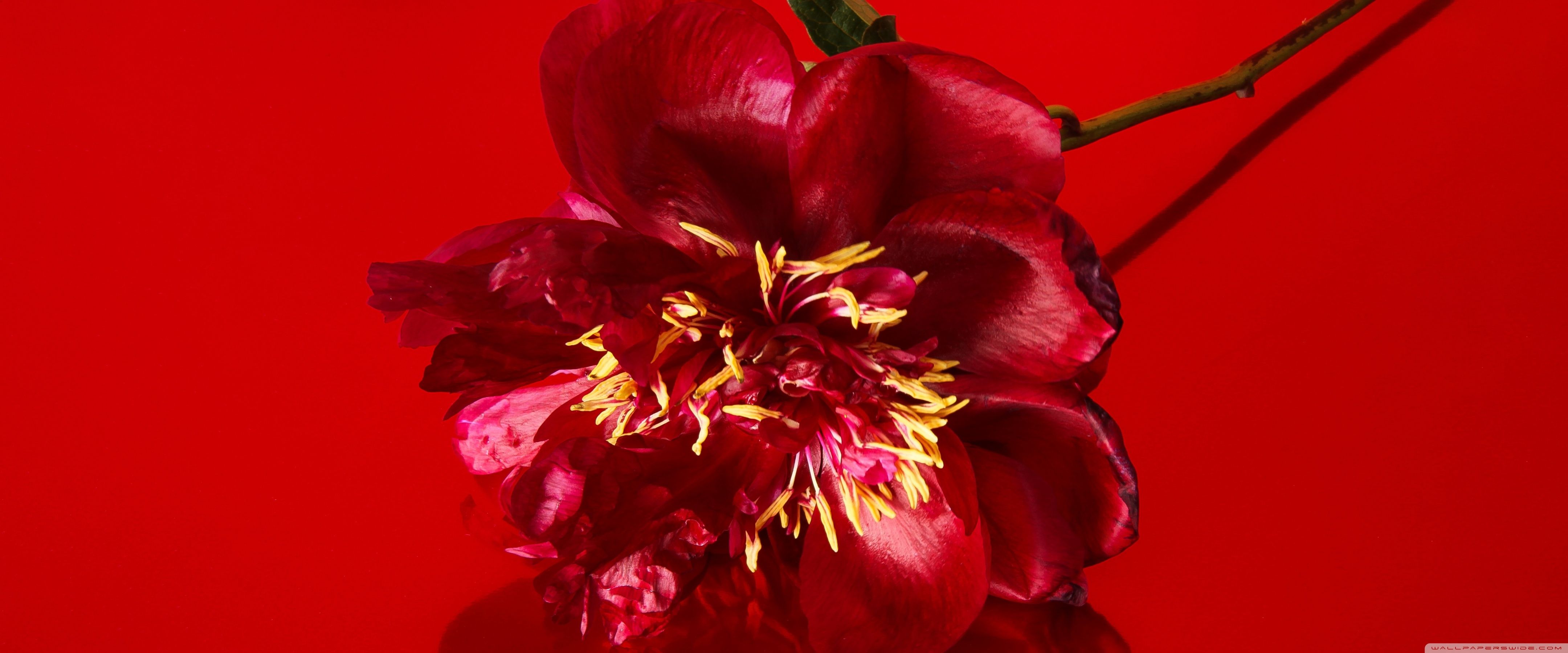 4320x1800 Red Peony Flower, Aesthetic 4K UHD Wallpaper for UltraHD Desktop and TV : Widescreen and UltraWide Display : Smartphone and Tablet Devices