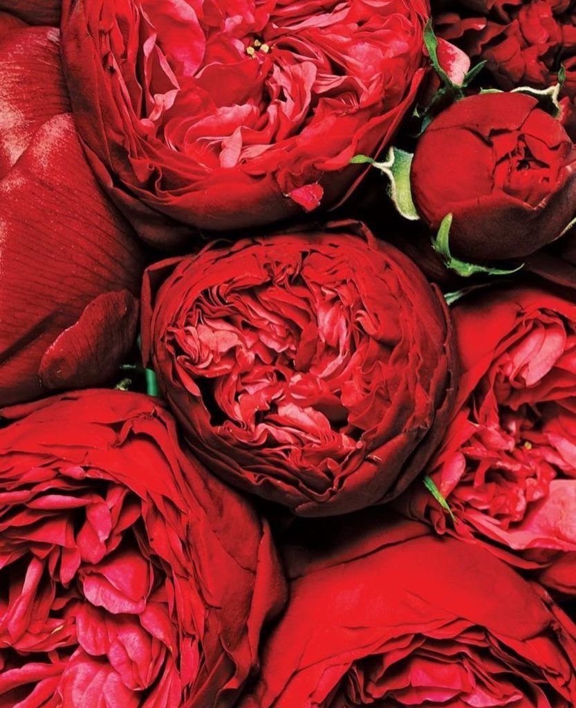 833x1024 DIY Red Peony Wedding Flowers: A Creative Guide