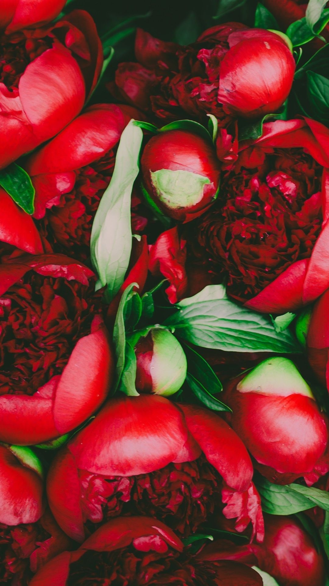 1080x1920 Wallpaper Red peony flowers, bouquet 3840x2160 UHD 4K Picture, Image