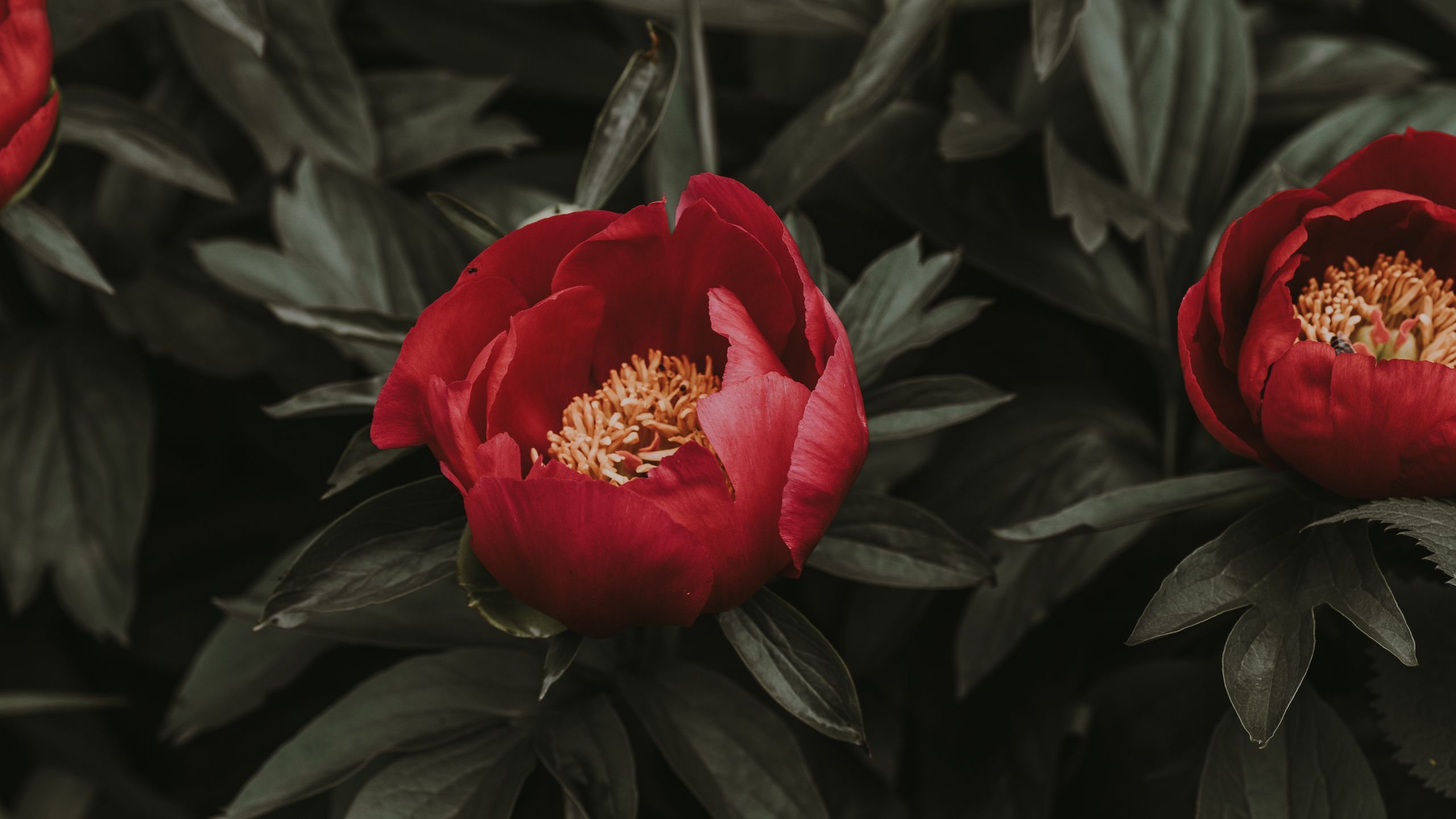 2560x1440 Download wallpaper 2560x1440 peonies, red, leaves, flowerbed widescreen 16:9 HD background
