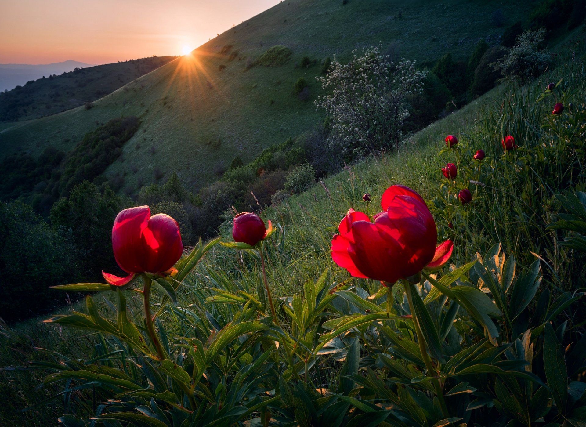 1920x1399 Radiant Peonies at Sunrise. Stunning Red Flower Nature HD Wallpaper