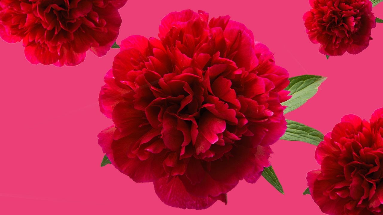 1280x720 Red Peony Revealed: The Flower for Singles and the Ancient Emperors Love Charm