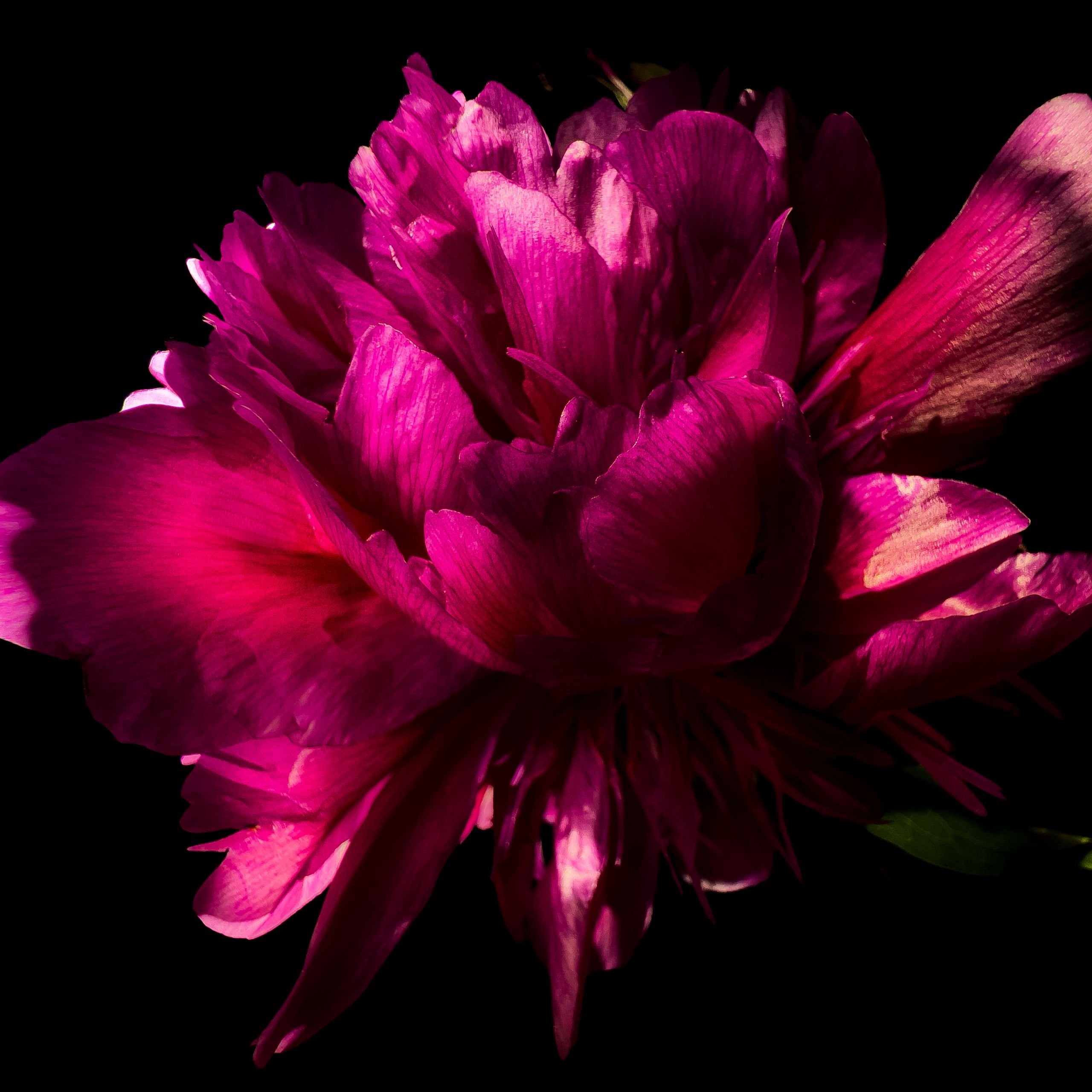 2560x2560 Pink Peony flower in Black background 5K Wallpaper