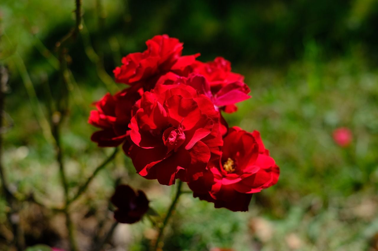1280x853 Peony Red Garden