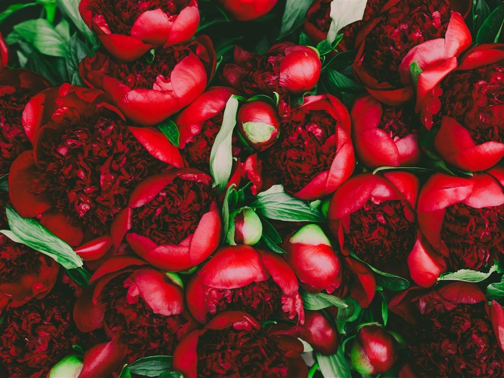 1024x768 Wallpaper Red peony flowers, bouquet 3840x2160 UHD 4K Picture, Image