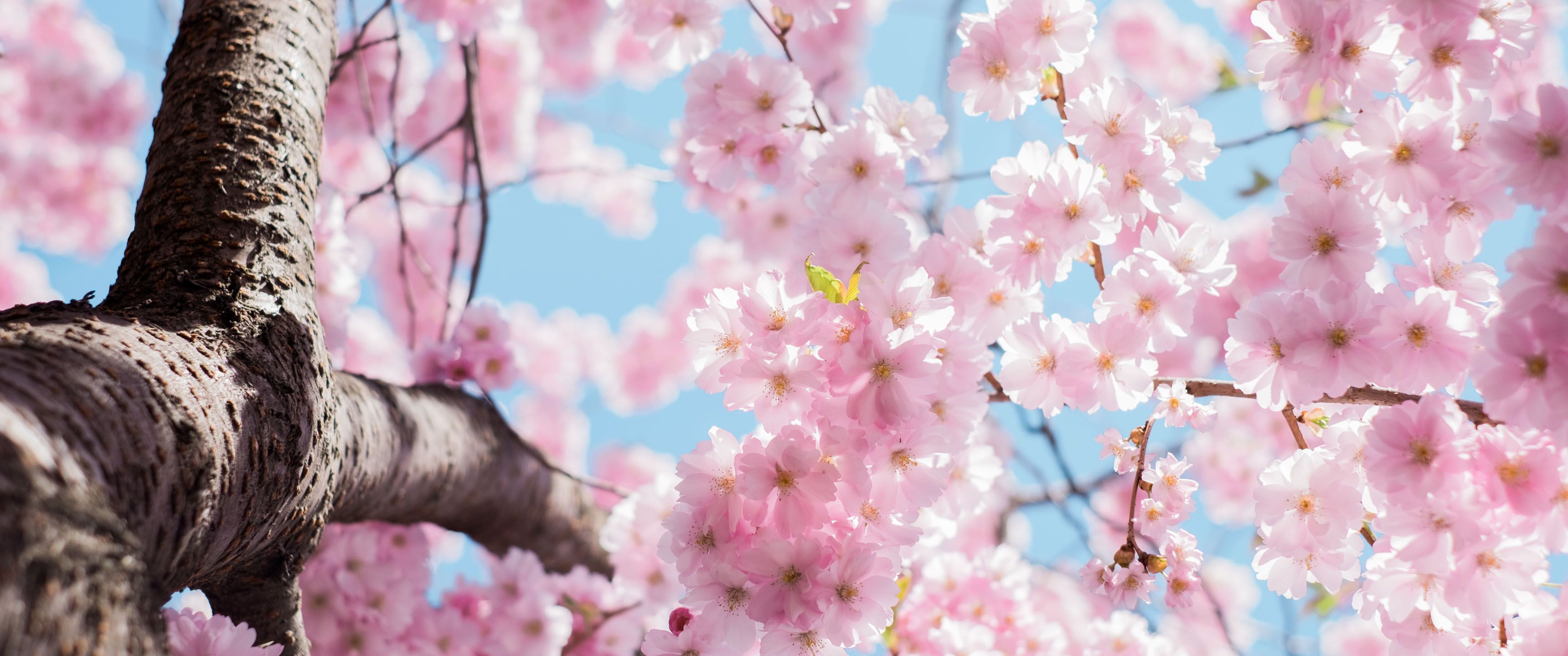 3440x1440 Spring Wallpaper