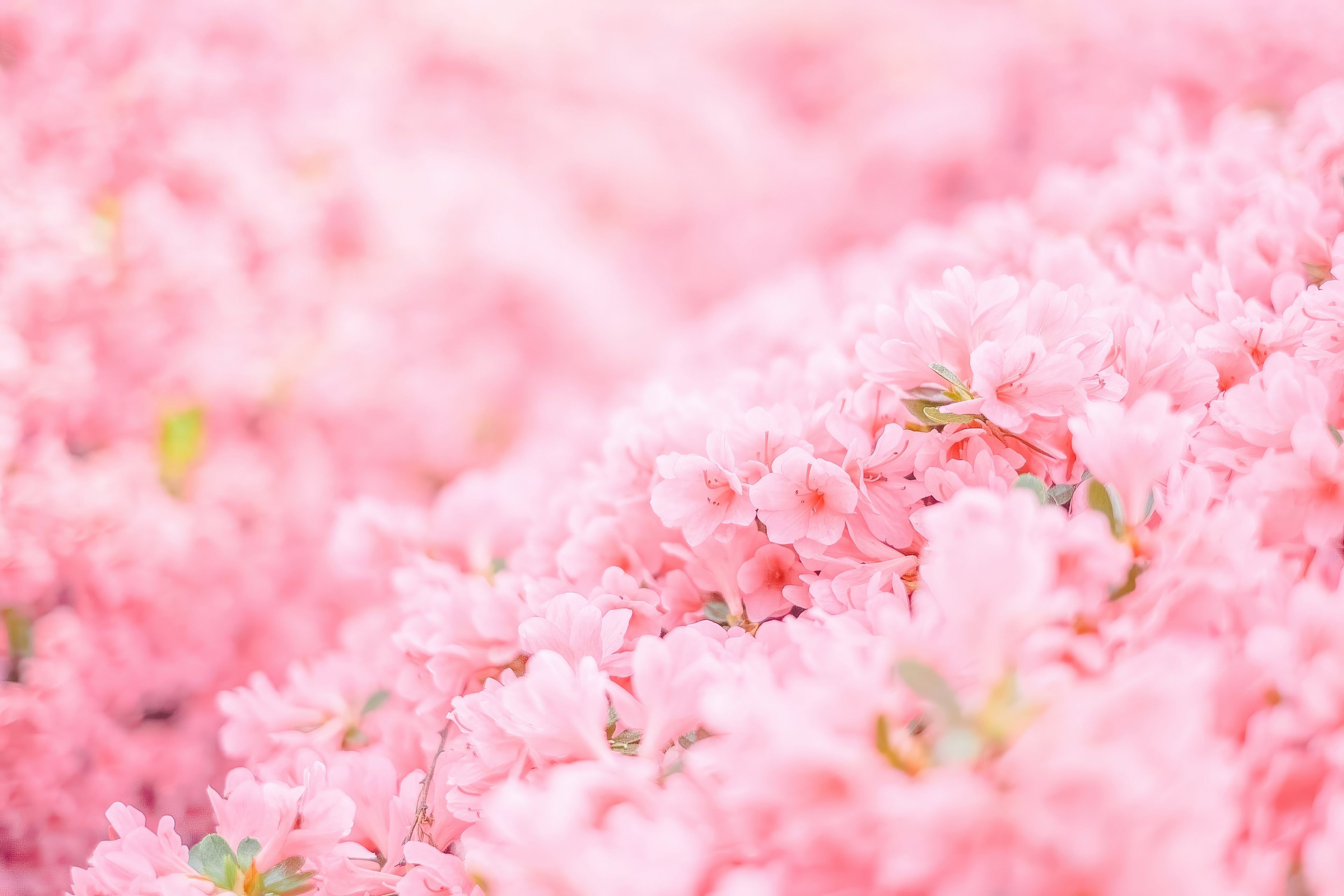 3840x2560 Pink Flowers Minimal 4k UltraWide Quad HD 1440P , HD 4k Wallpaper , Image, Background, Photos and Picture