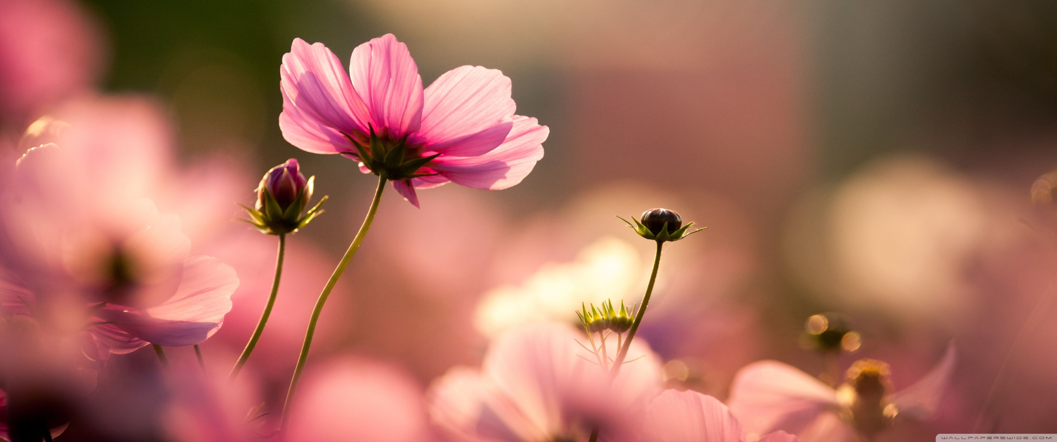 3440x1440 Pink Cosmos Flowers 4K UHD Wallpaper for UltraHD Desktop and TV : Widescreen and UltraWide Display : Dual and Triple Monitor : Smartphone and Tablet Devices