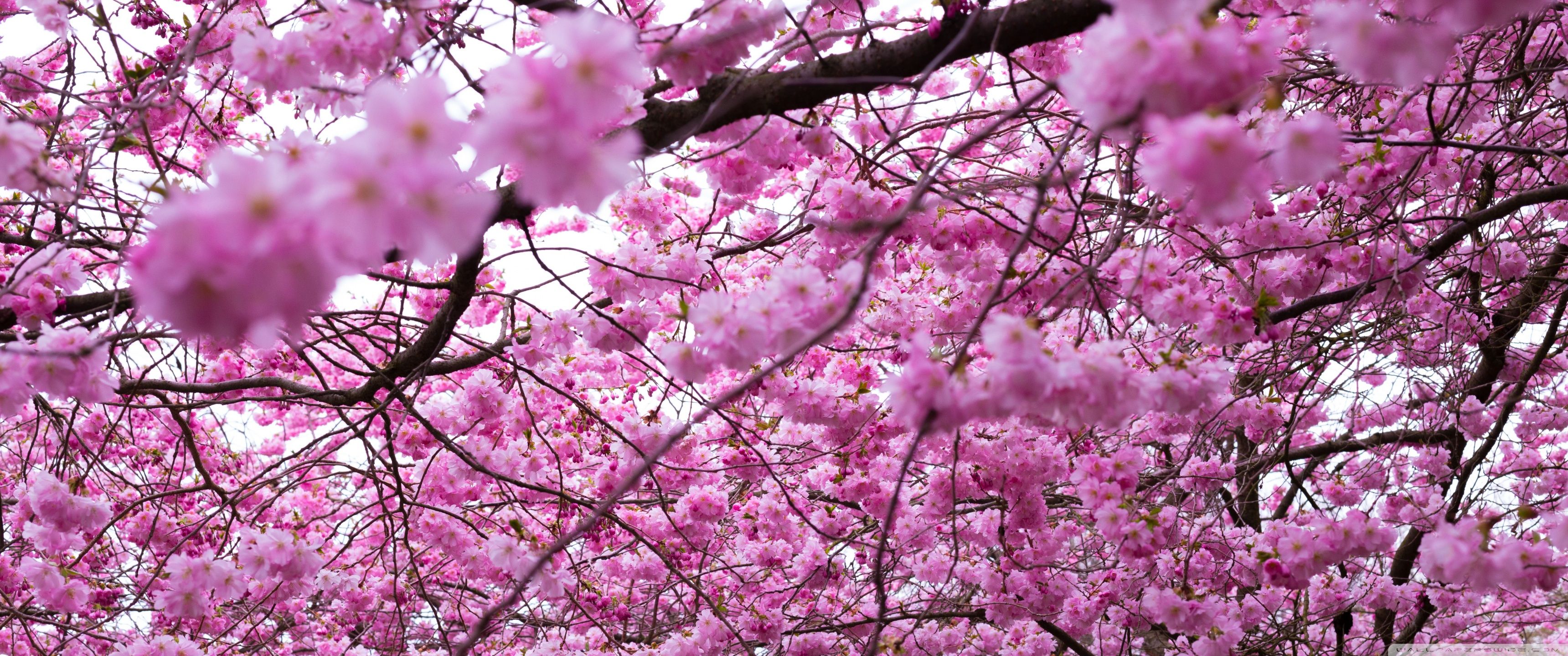 3440x1440 Spring Pink Cherry Blossoms 4K UHD Wallpaper for UltraHD Desktop and TV : Widescreen and UltraWide Display : Smartphone and Tablet Devices