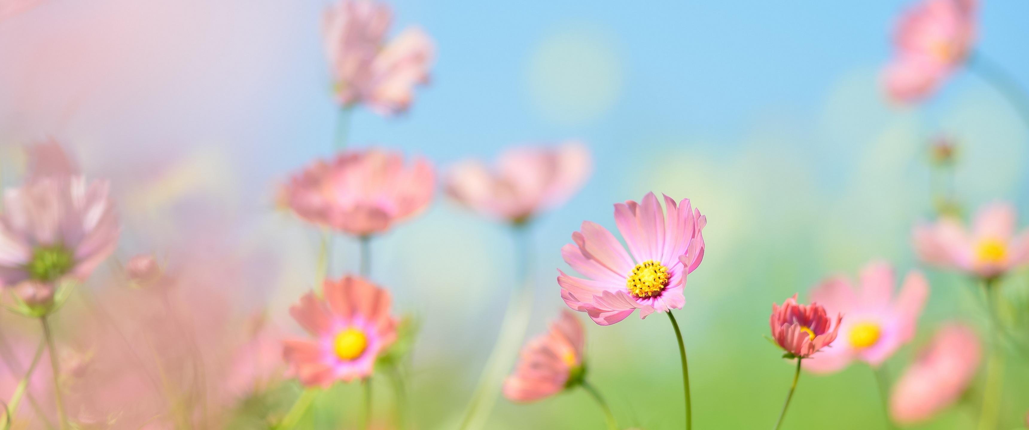 3440x1440 Flowers [3440x1440]