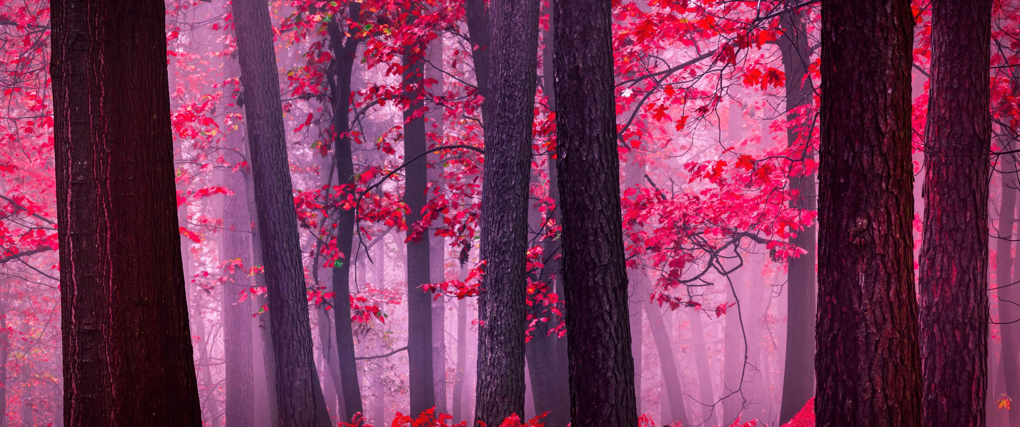 3440x1440 UltraWide Monitor QHD Wallpaperx1440 Wallpaper