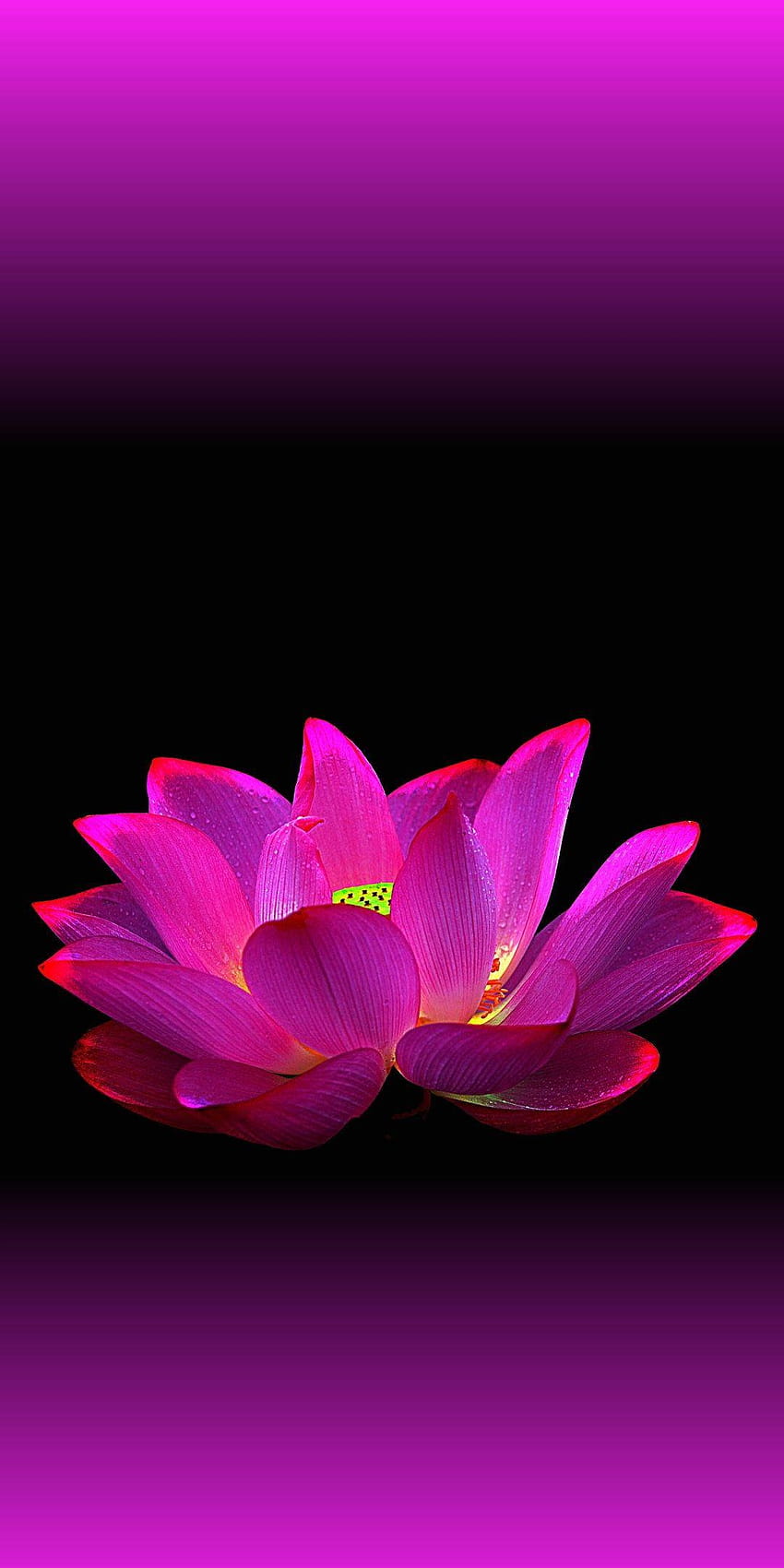 850x1700 Honor View 10 Cellphone, Live, honor mobile HD phone wallpaper
