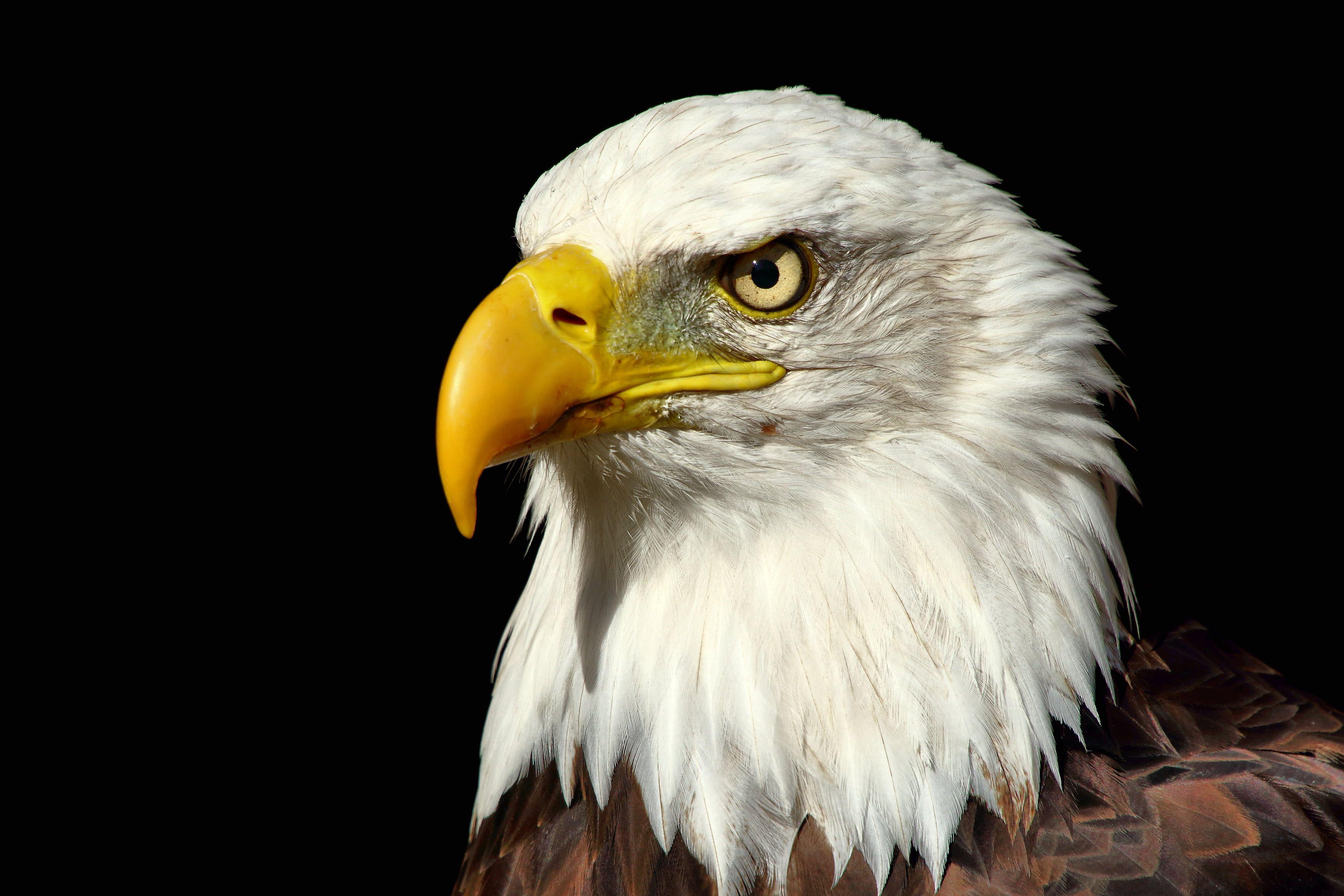 American Eagle Wallpapers Top Free American Eagle Backgrounds Wallpaperaccess