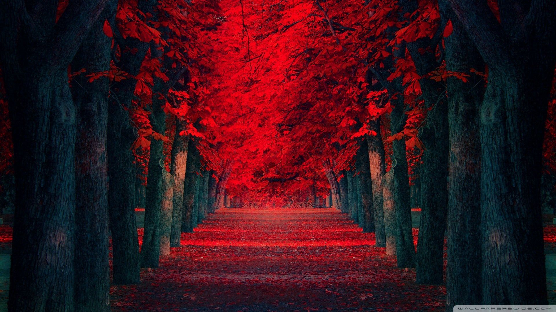 1920x1080 Dreamlike 4K UHD Wallpaper for UltraHD Desktop and TV : Widescreen and UltraWide Display : Smartphone and Tablet Devices