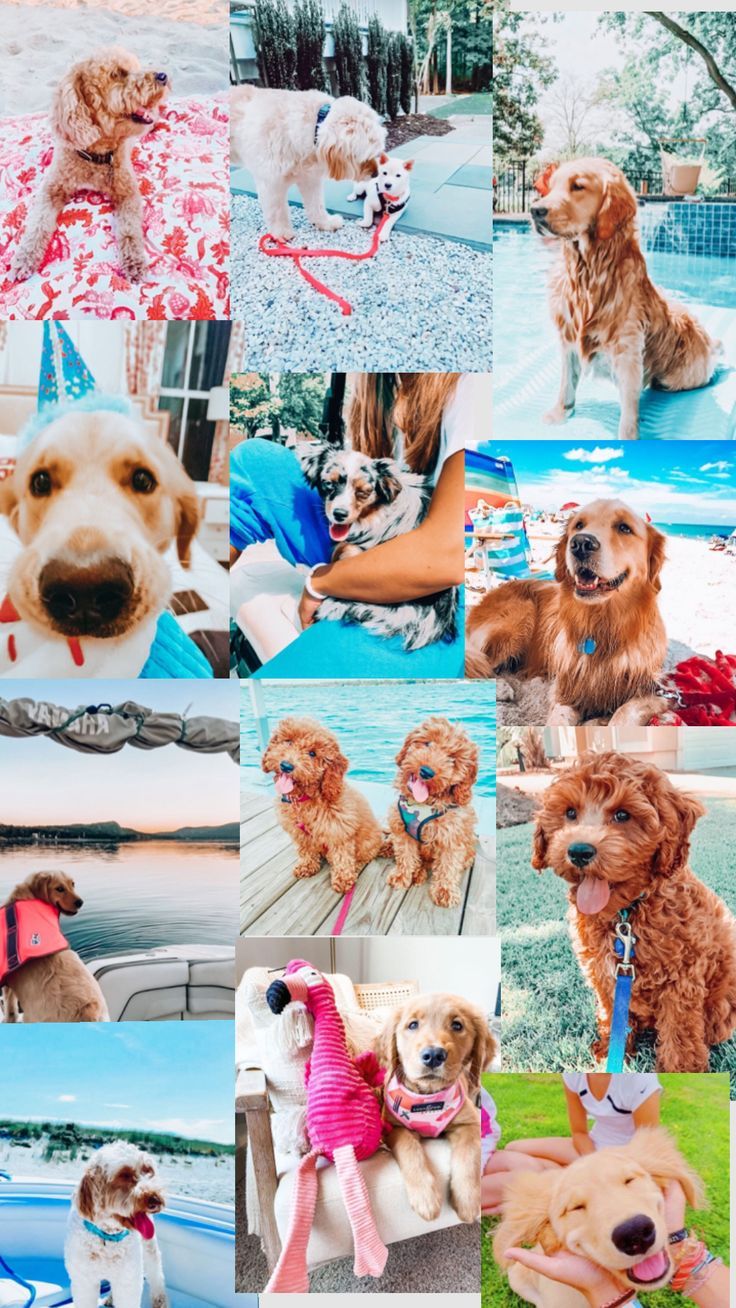 736x1308 Dog collage cause I'm getting a puppy soon