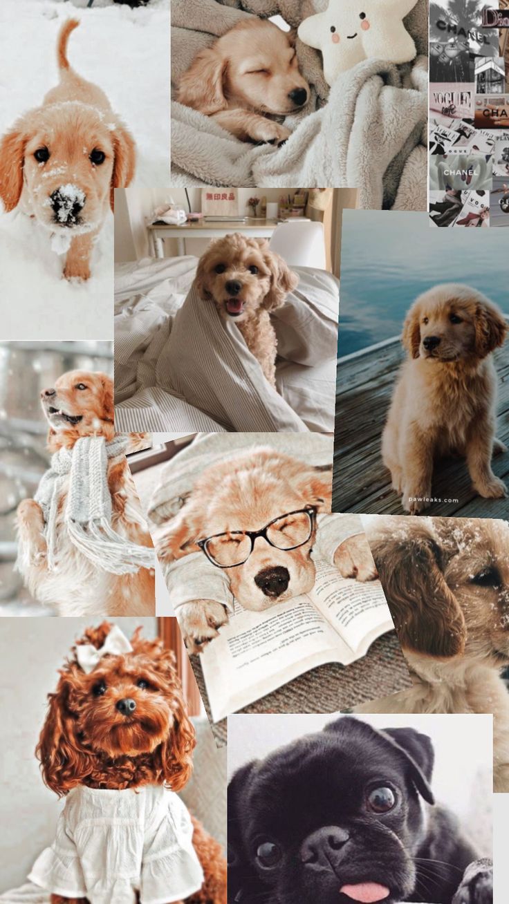 736x1308 Cute Dogs and Cats in Sweaters Collage