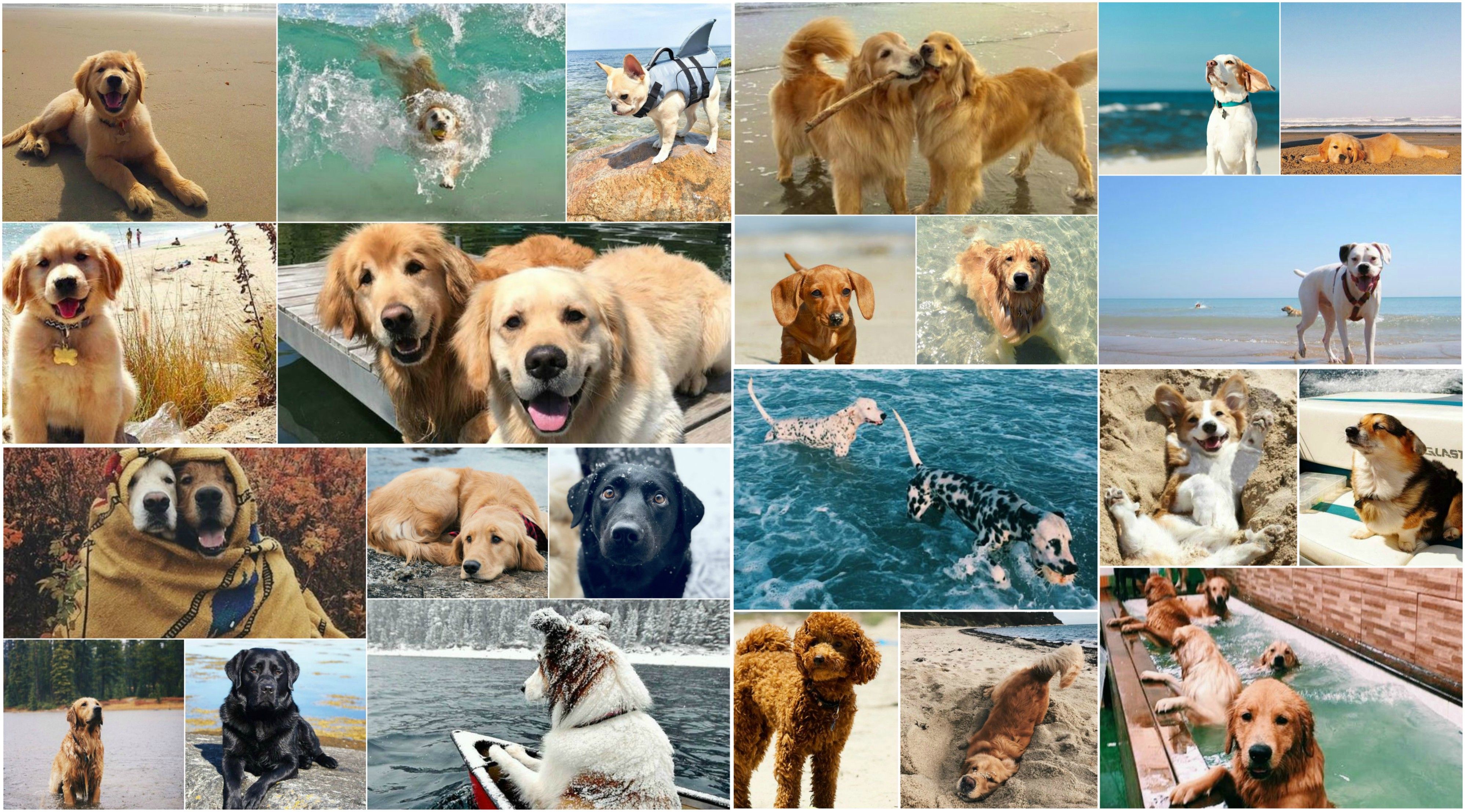 3994x2216 Dog Collages Wallpaper