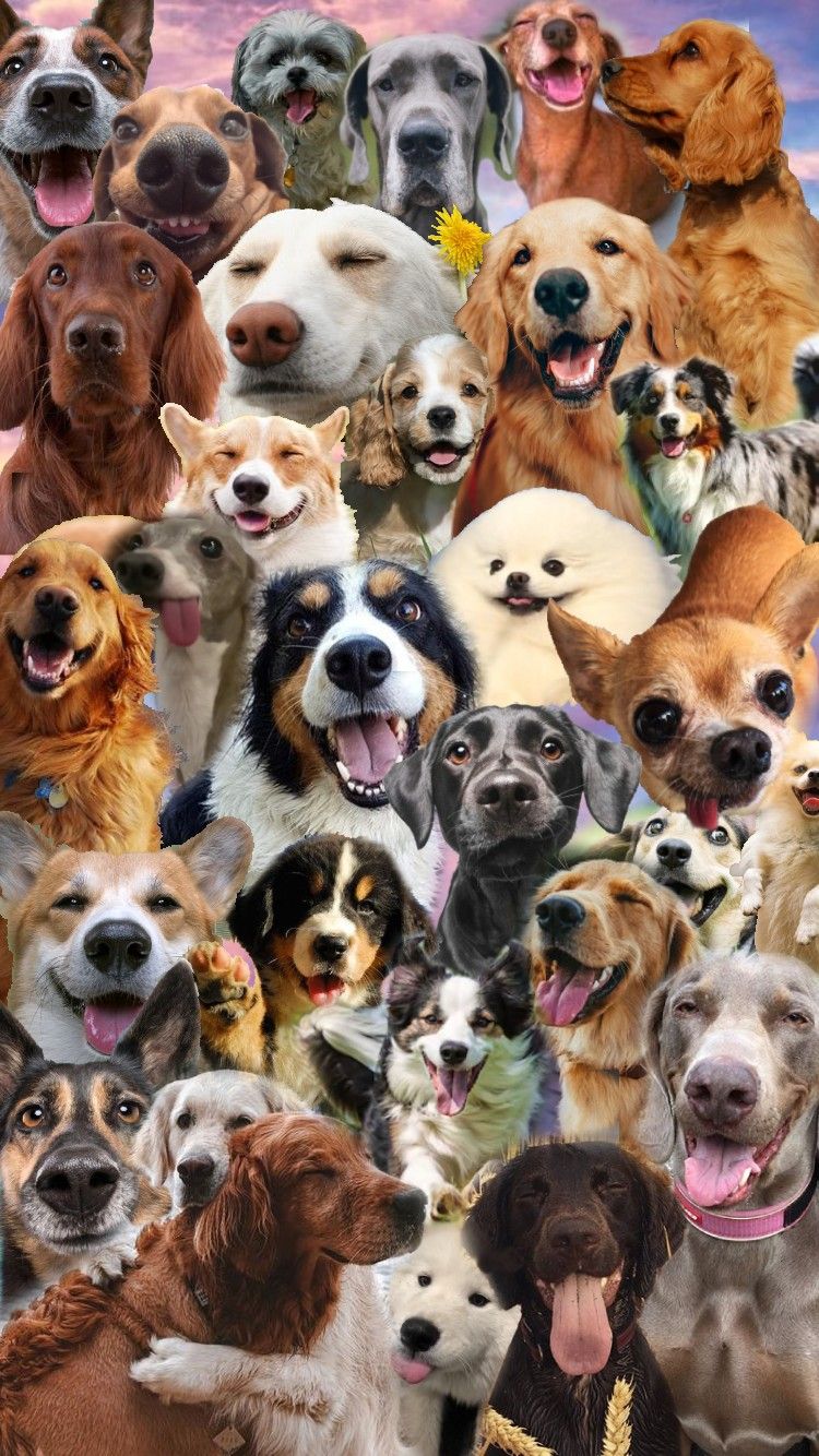 750x1334 Puppy Collages Wallpaper
