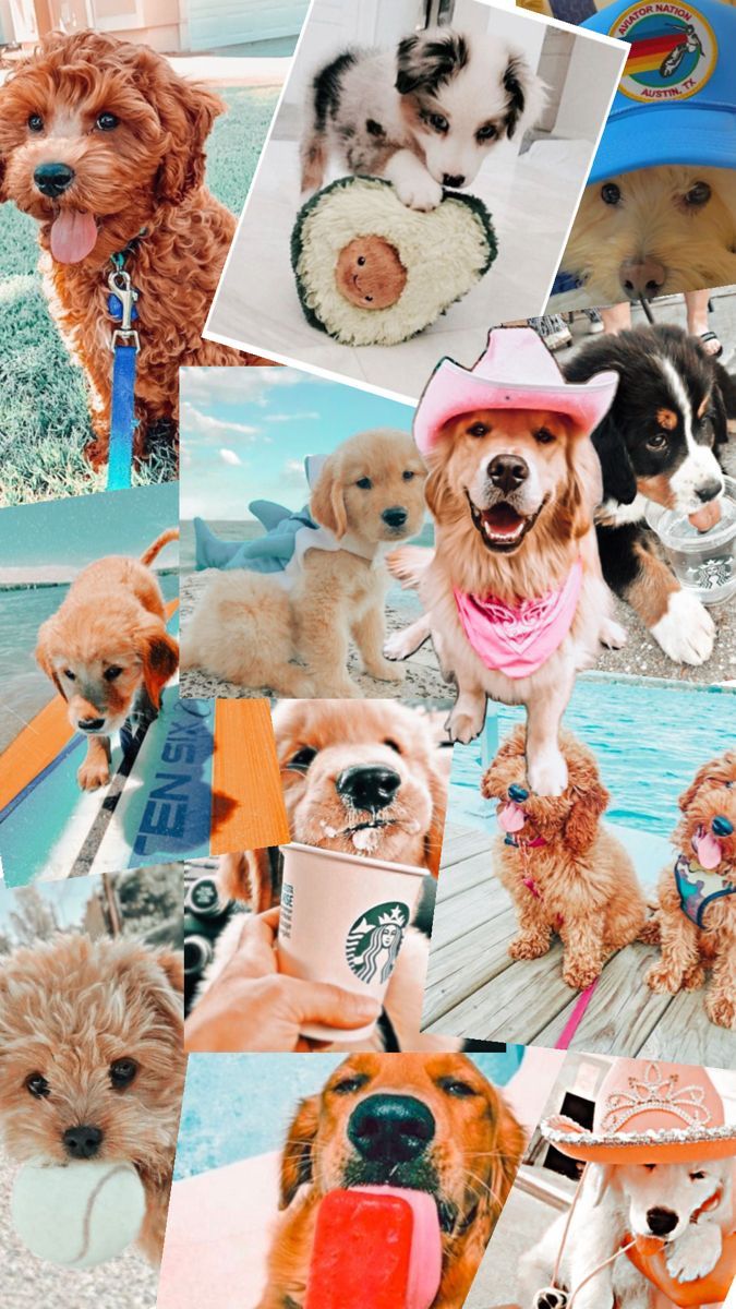 675x1200 i love doggy's