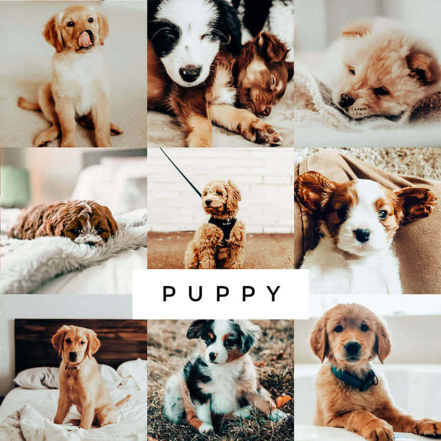 900x900 Download Puppy Collage Wallpaper