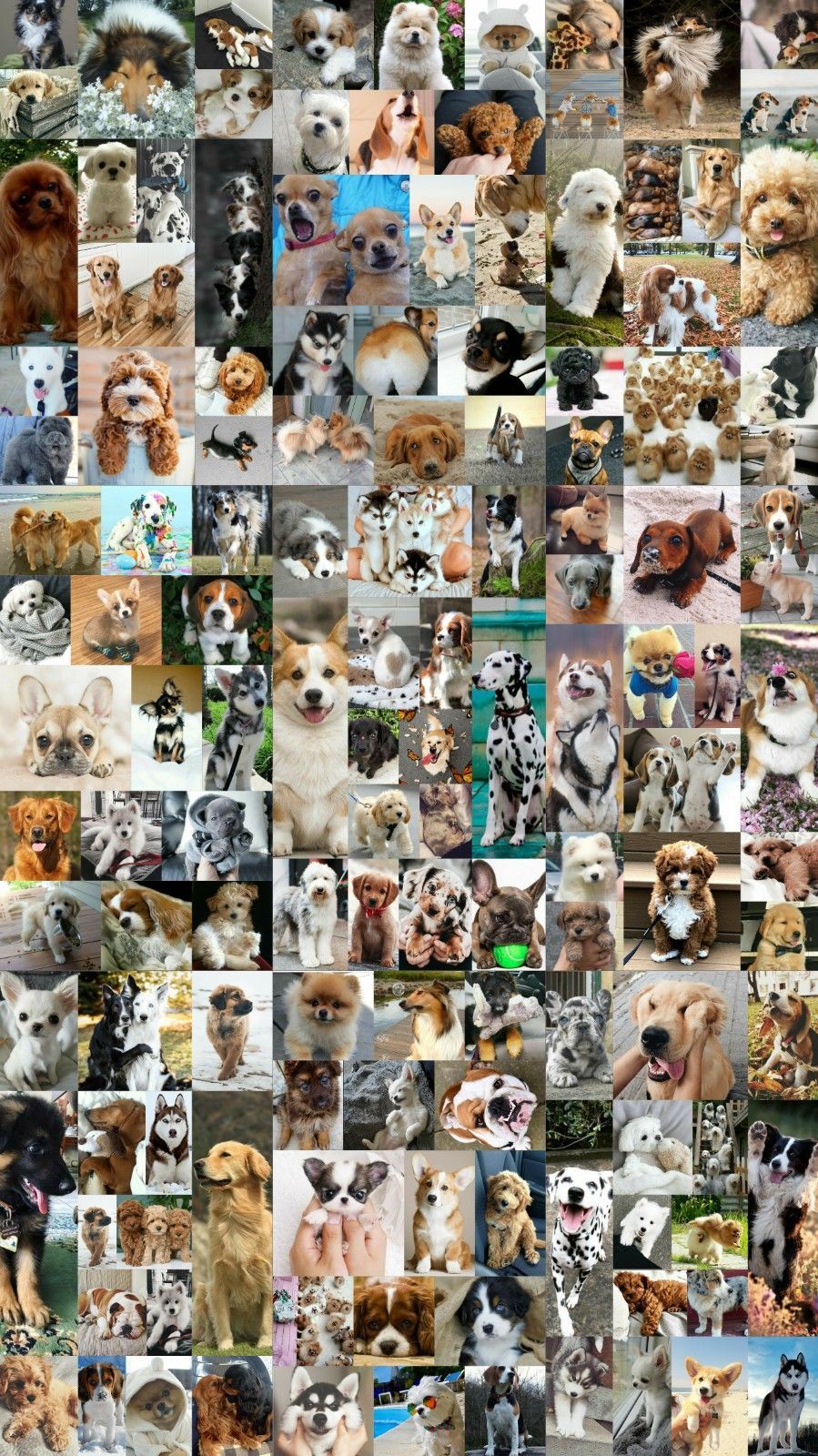 899x1600 Puppy Collage Wallpaper
