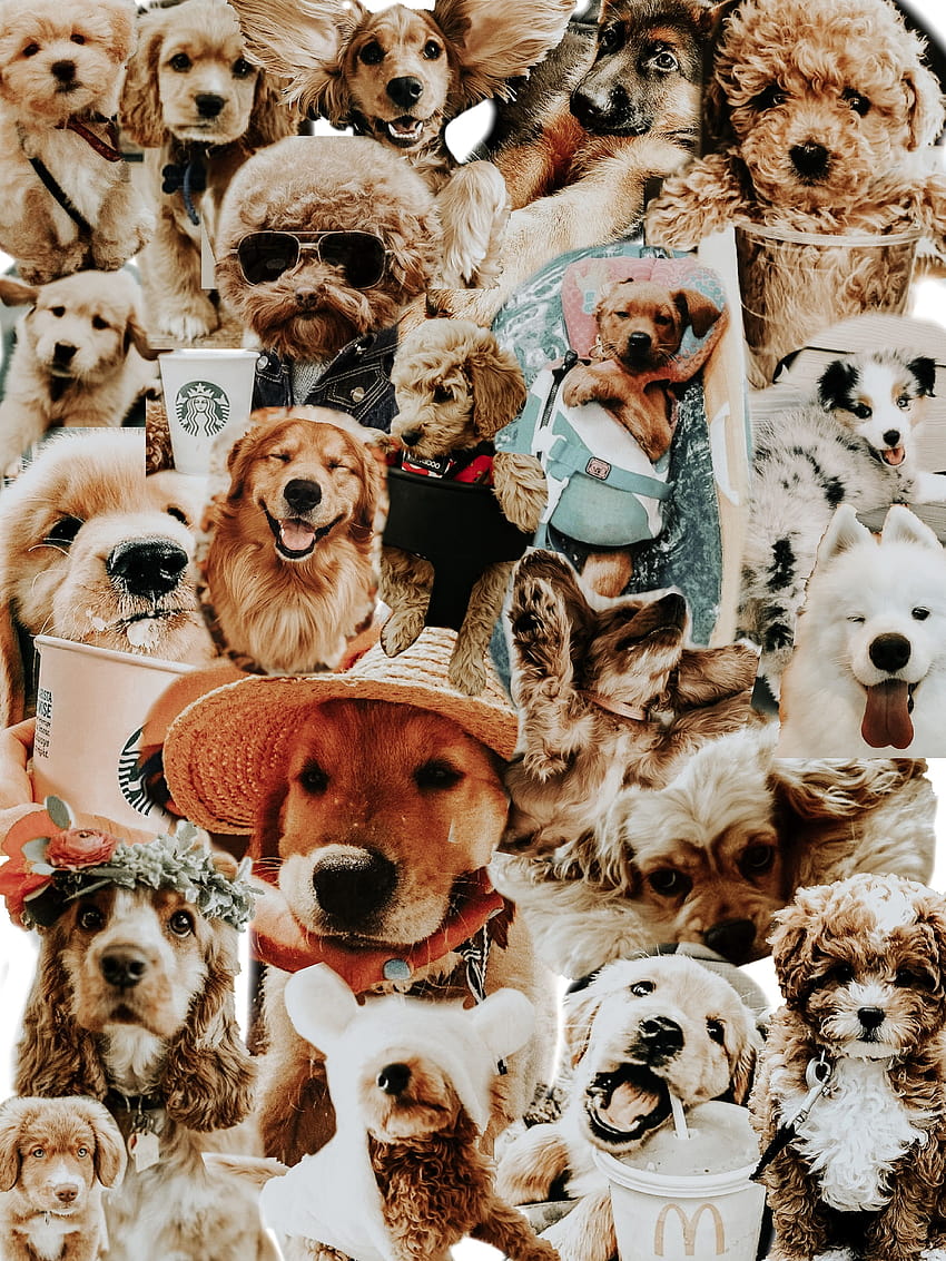 850x1133 Dog Collage < puppy collages HD phone wallpaper