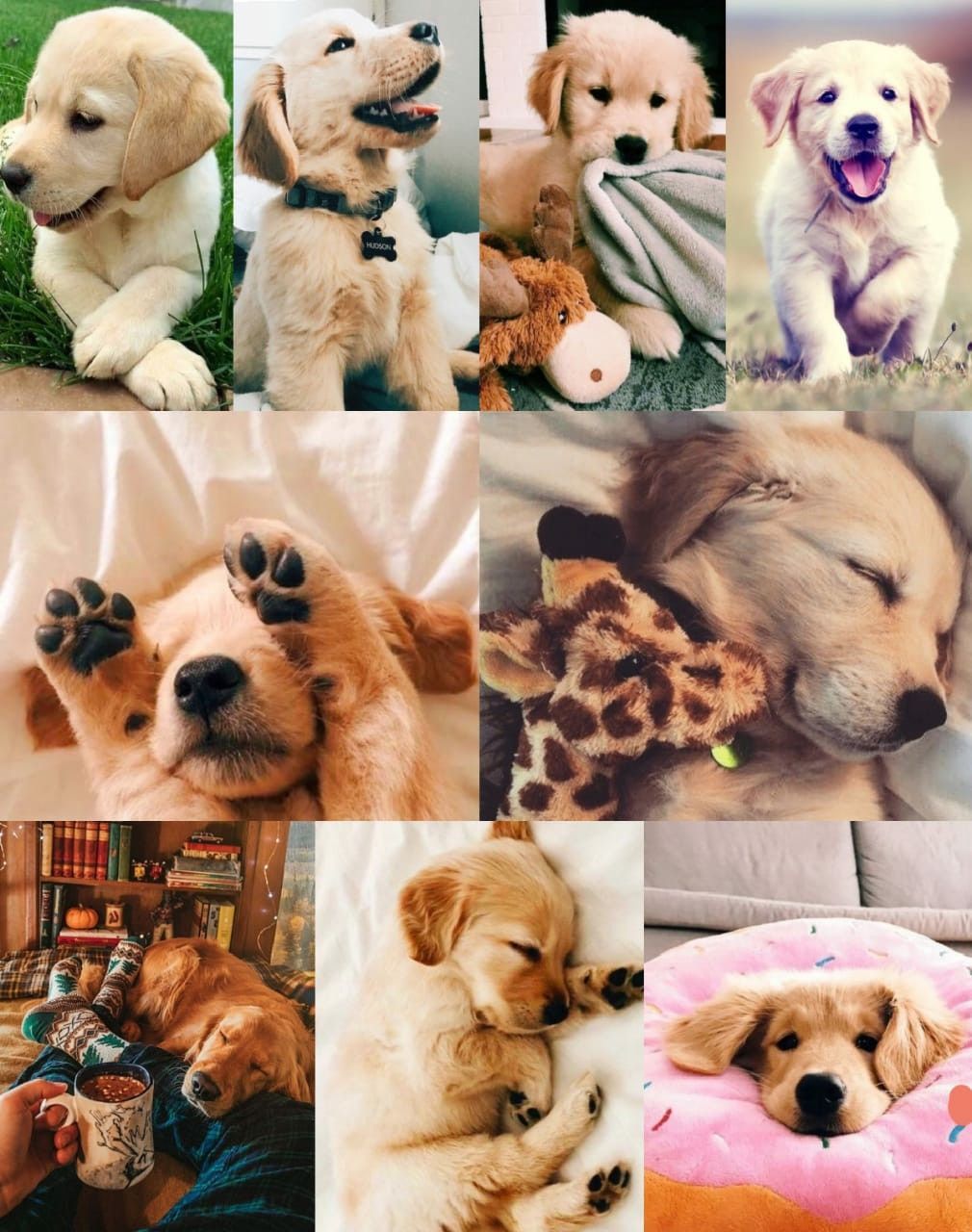 1010x1280 What is the top dog breed for children?. Pet Health CareTop Dog Breed for Children