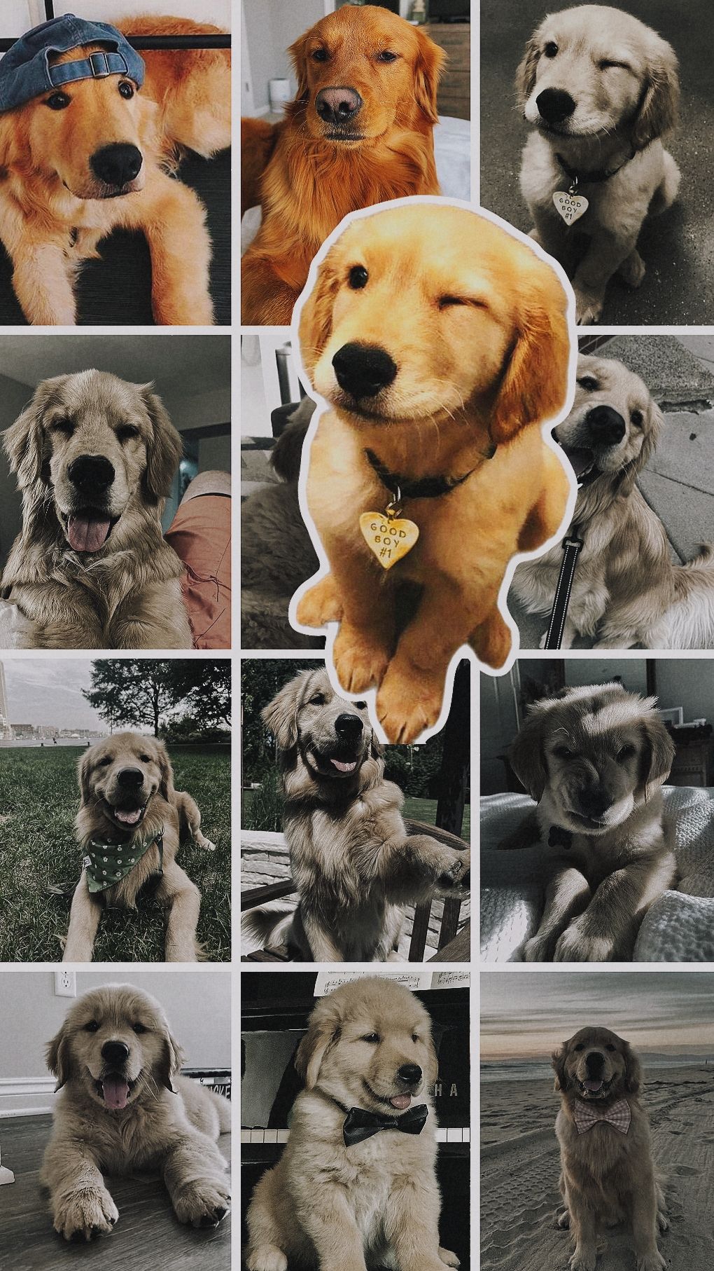 1020x1814 Pets Video Templates Collage