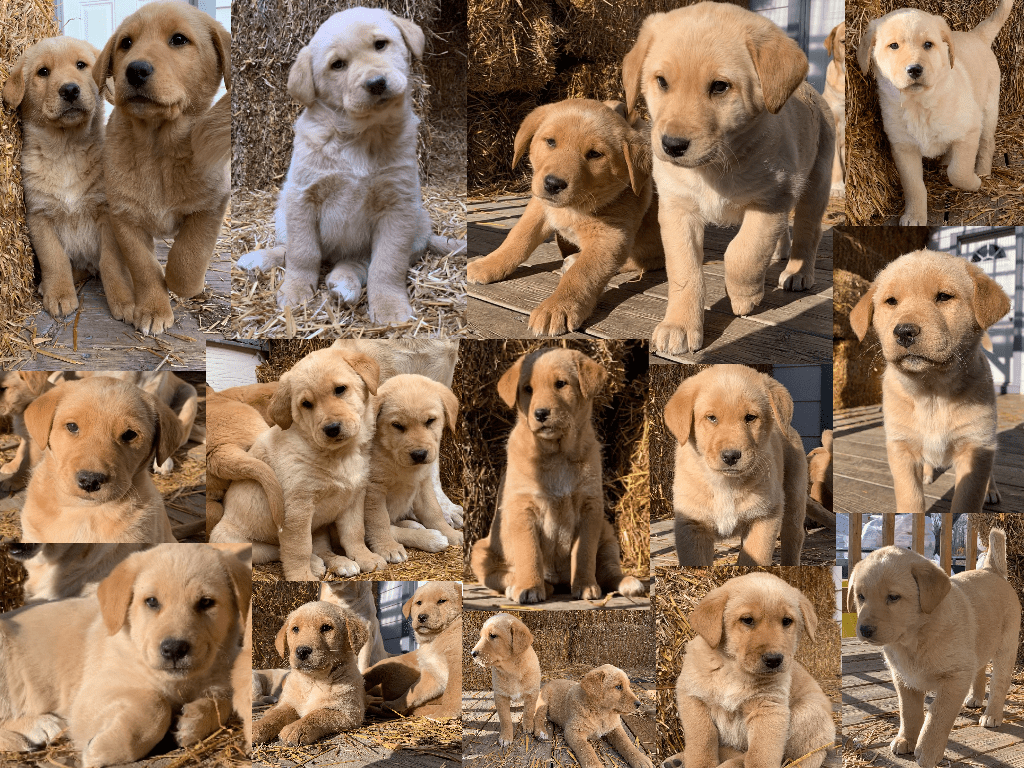 1024x768 Year of the Grasshopper concludes And, Puppies!