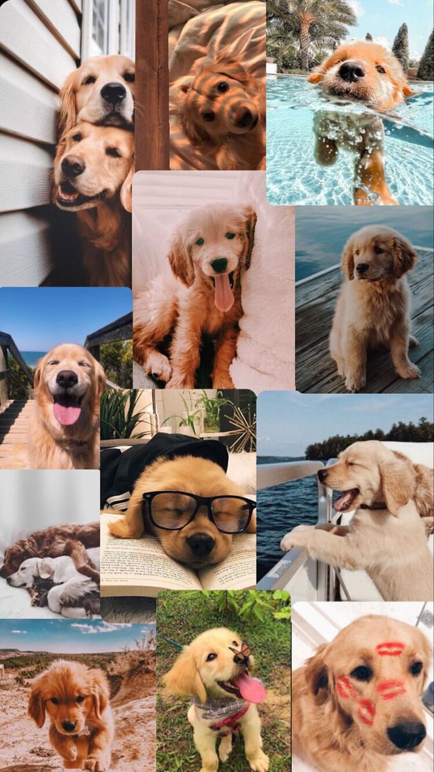 850x1511 Puppy collage HD wallpaper