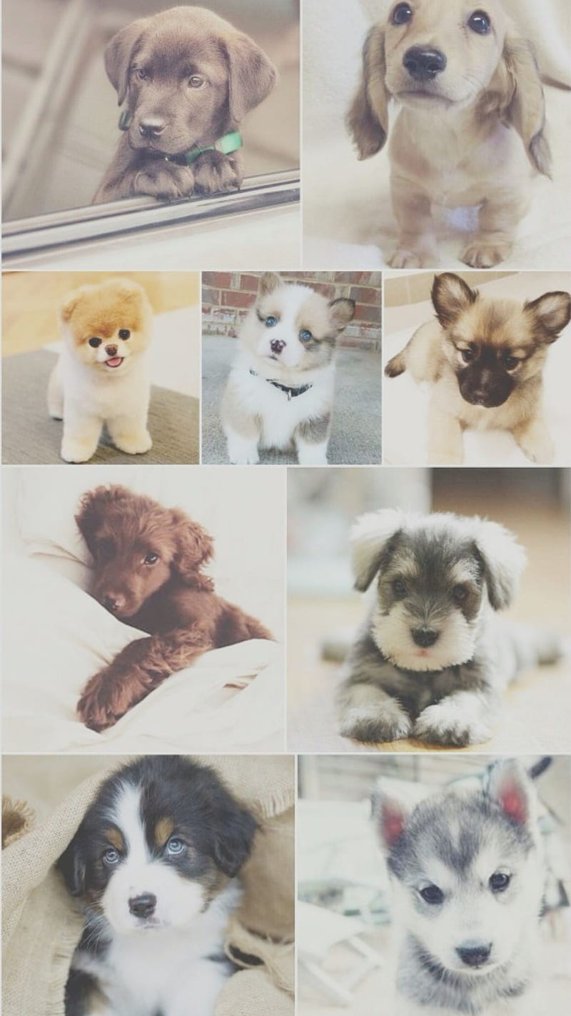 800x1422 HD a cute dog wallpaper