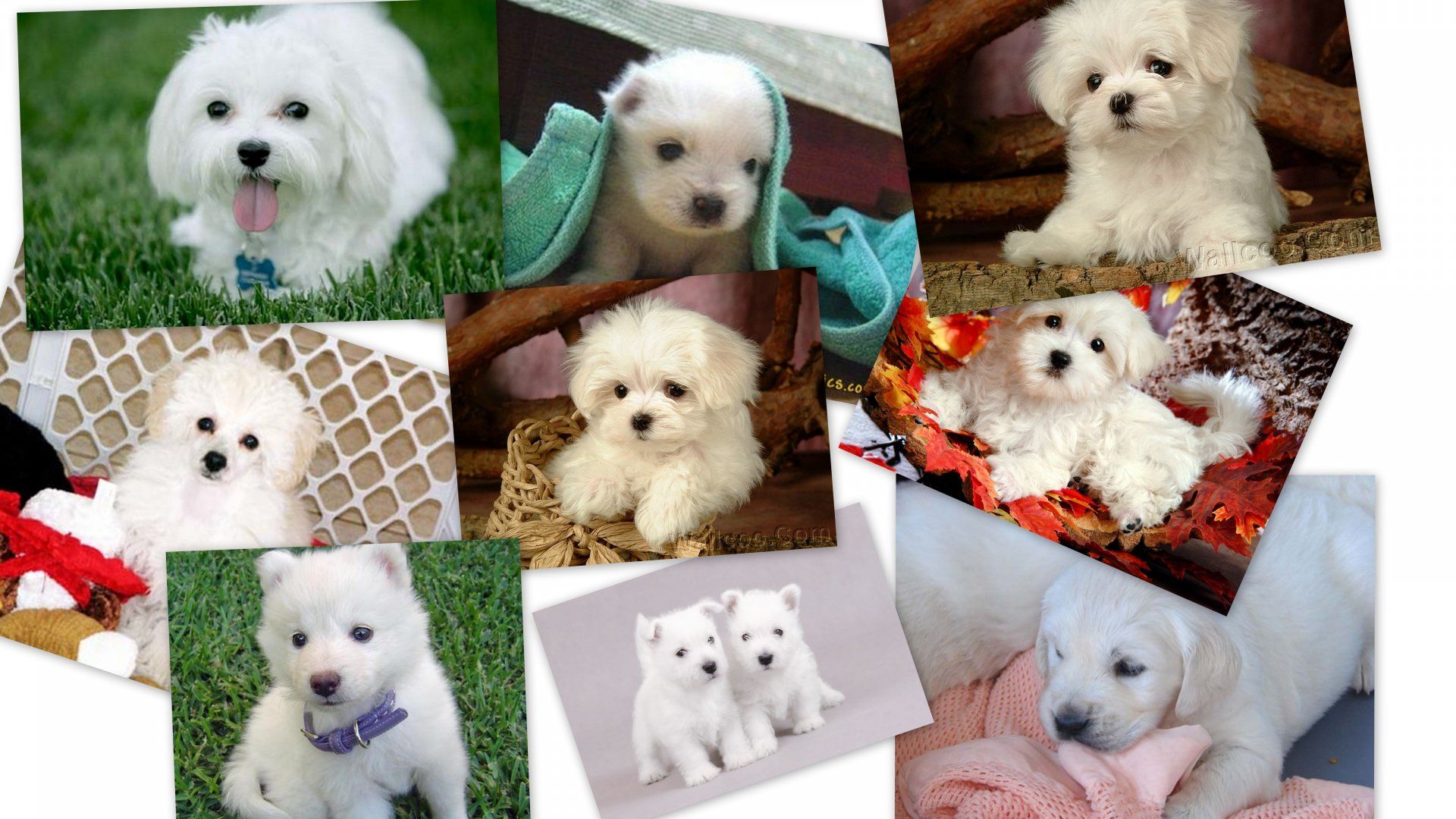1920x1080 Adorable Dogs: A 4K Ultra HD Wallpaper Collection