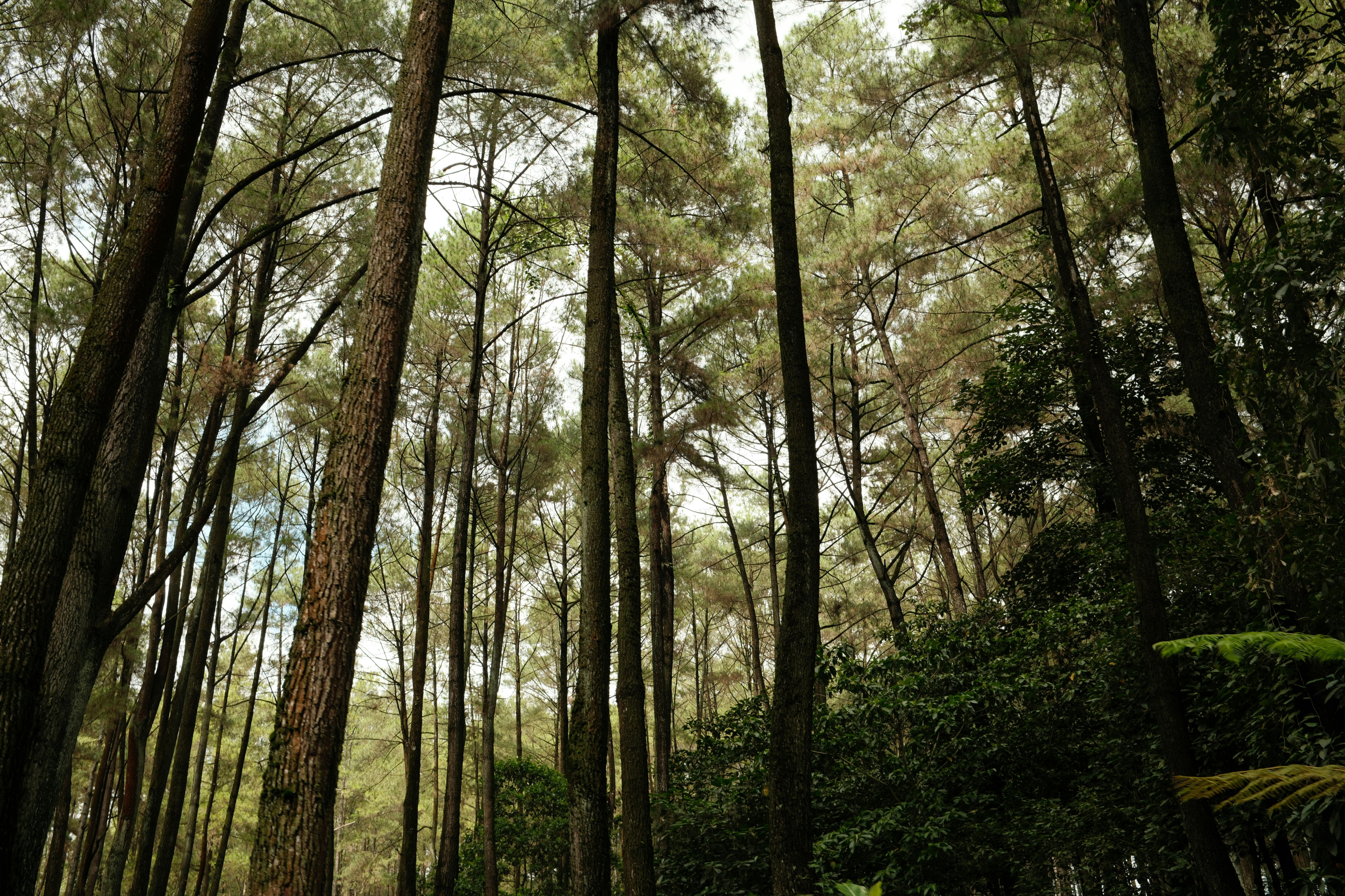 7728x5152 Lush Pine Forest in East Java, Indonesia · Free