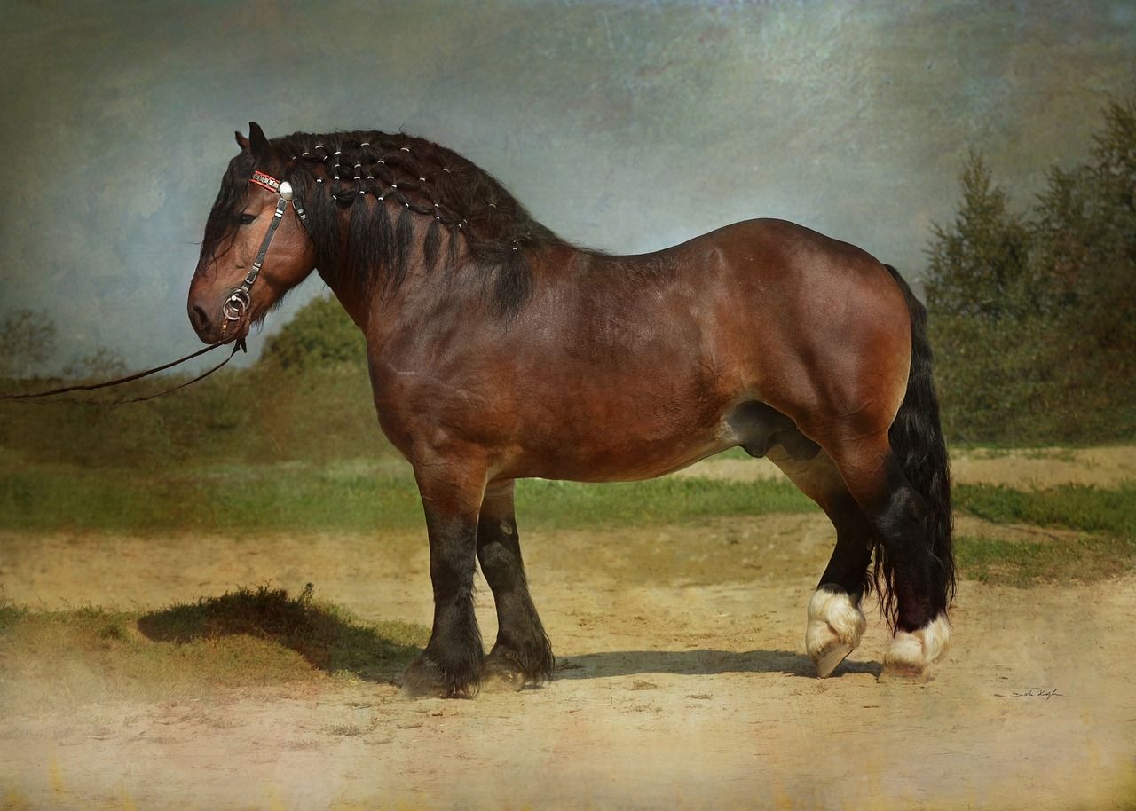 1280x914 Free Draft Stallion & Horse Image