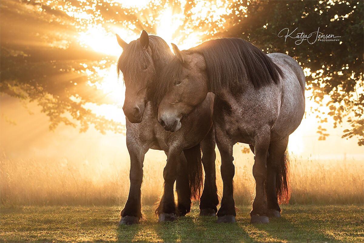 1200x800 Meet the gentle giants of the horse world Draft horses!