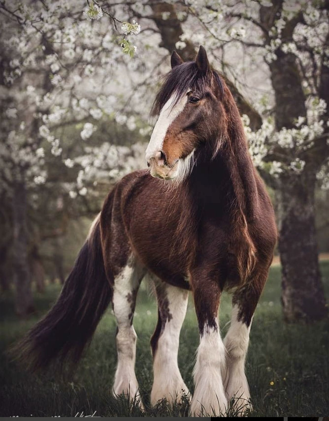 1336x1708 Draft Horses Wallpaper