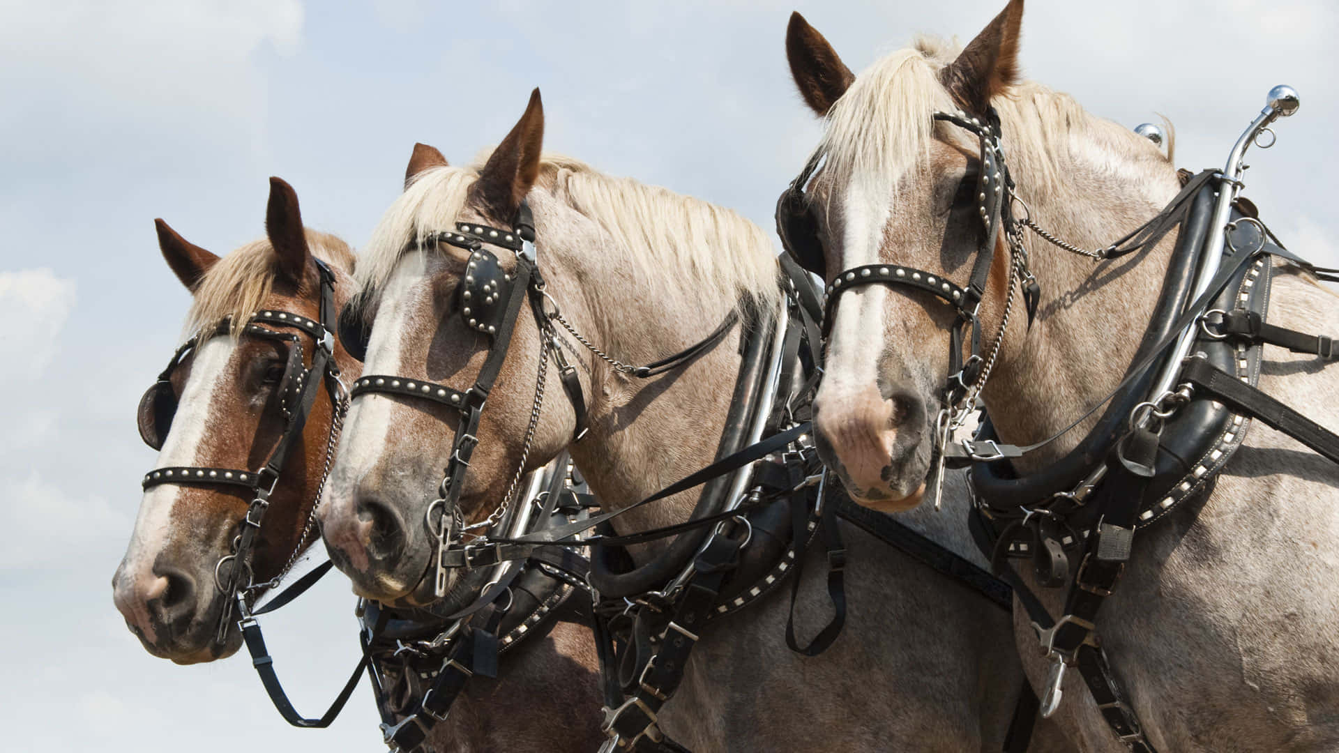 1920x1080 Download Belgian Draft Horses Picture