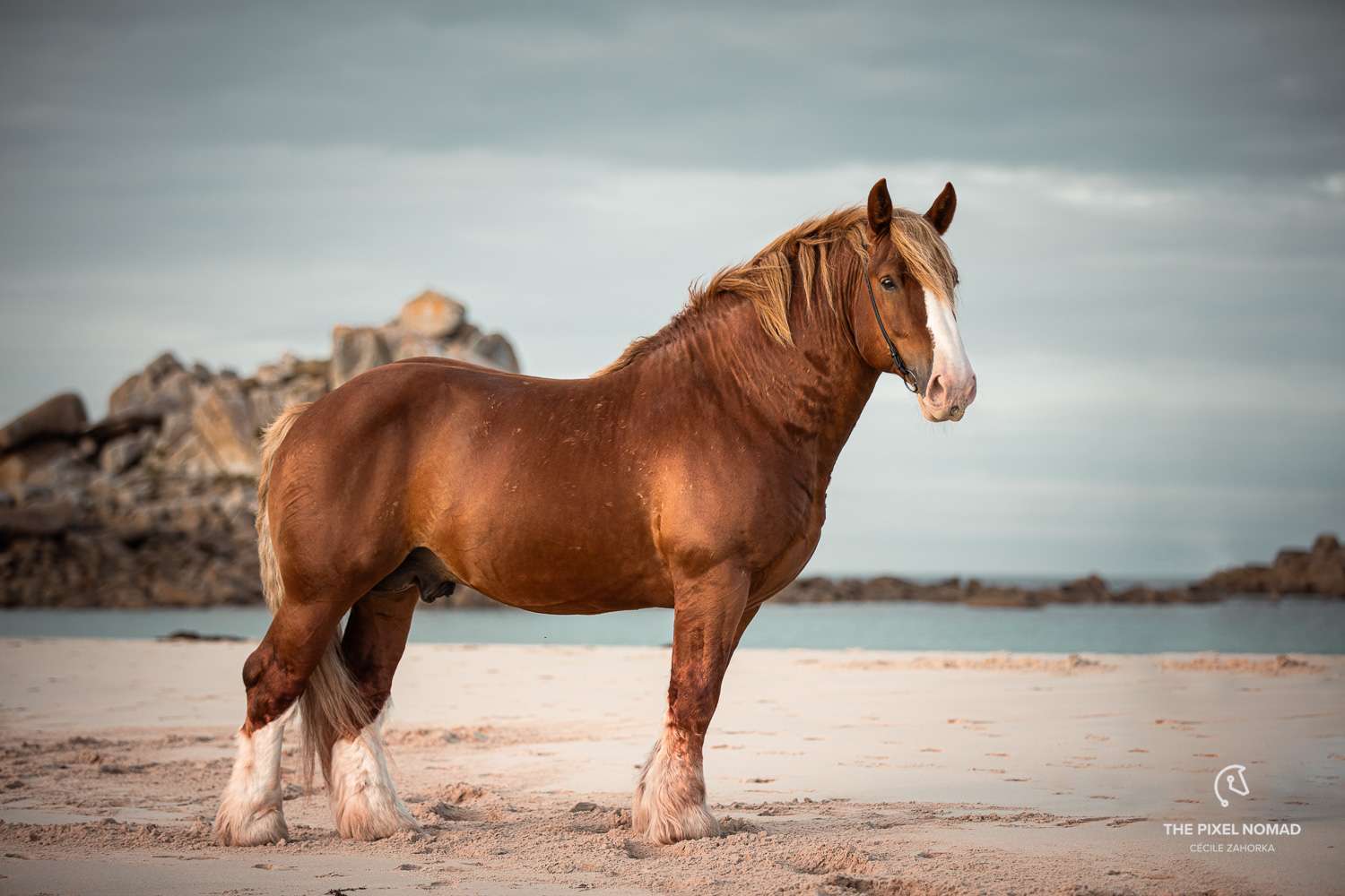1500x1000 Massive Breton draft horse stallions on the beach