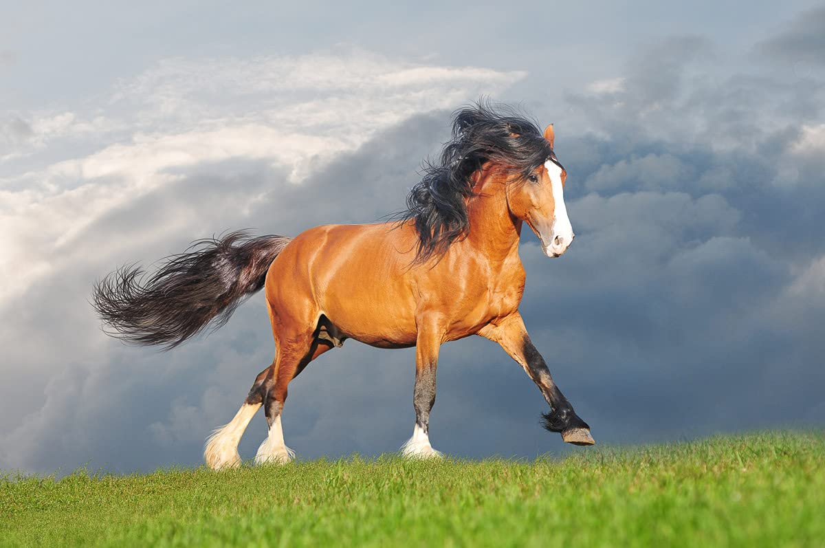 1200x797 papermoon Photo Wallpaper with Draft Horse Design Digital Print Including Paste Various Sizes : Amazon.co.uk: DIY & Tools