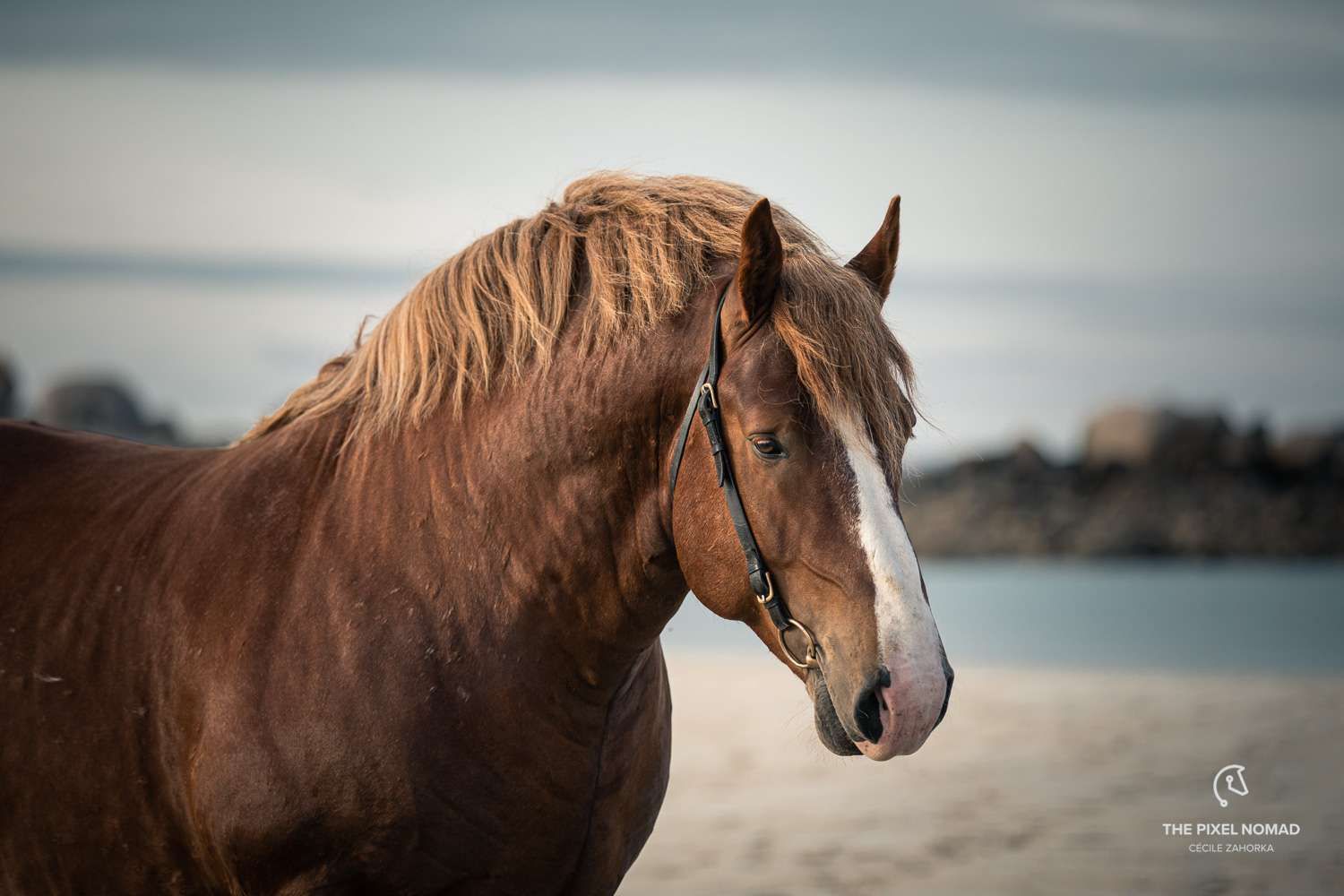 1500x1000 Massive Breton draft horse stallions on the beach